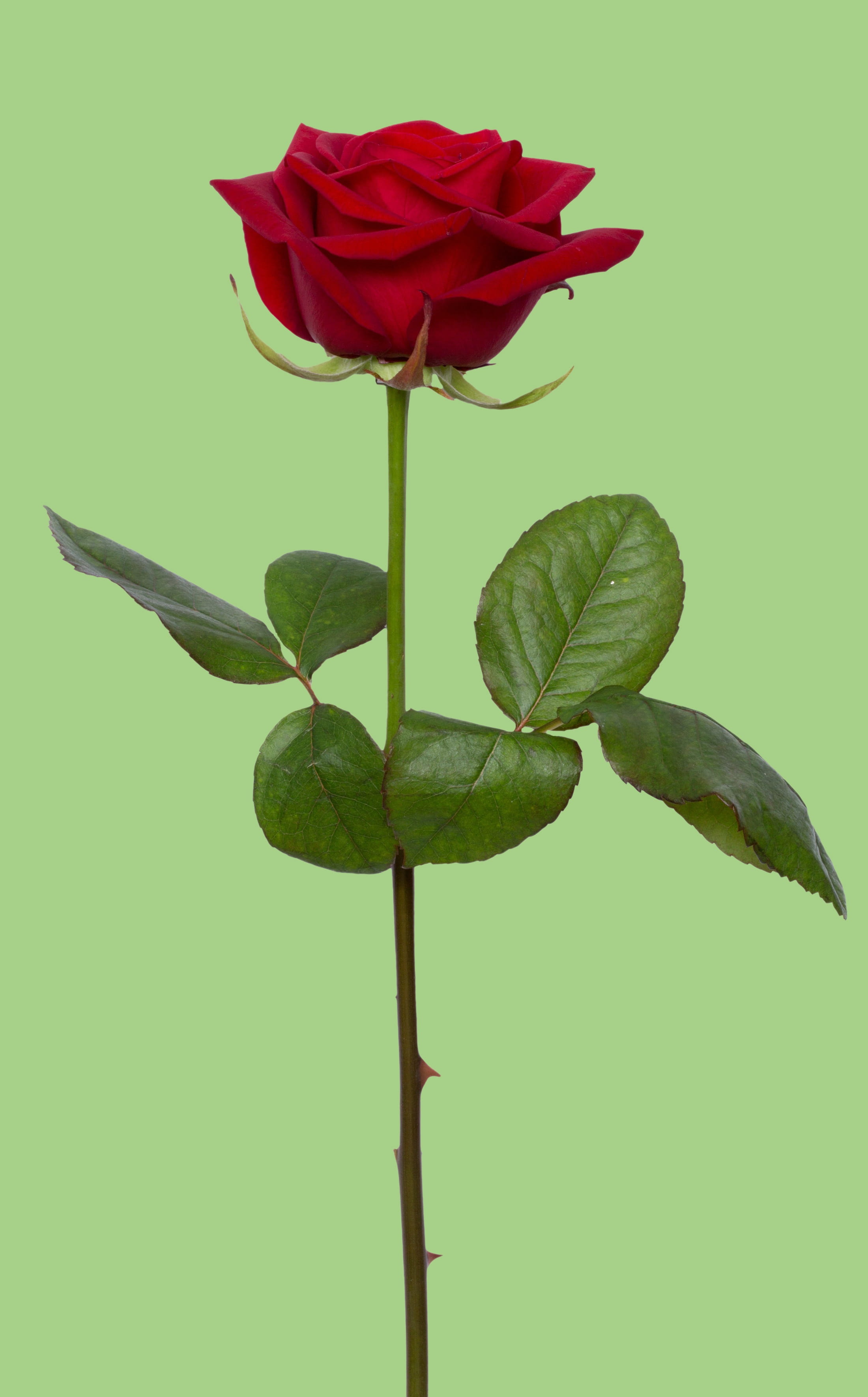 flower, photo, close-up, love, red, fragility, vulnerability, inflorescence, sepal, beauty in nature, growth, plant, gift, rose - flower, green color, stem, Phone HD Wallpaper