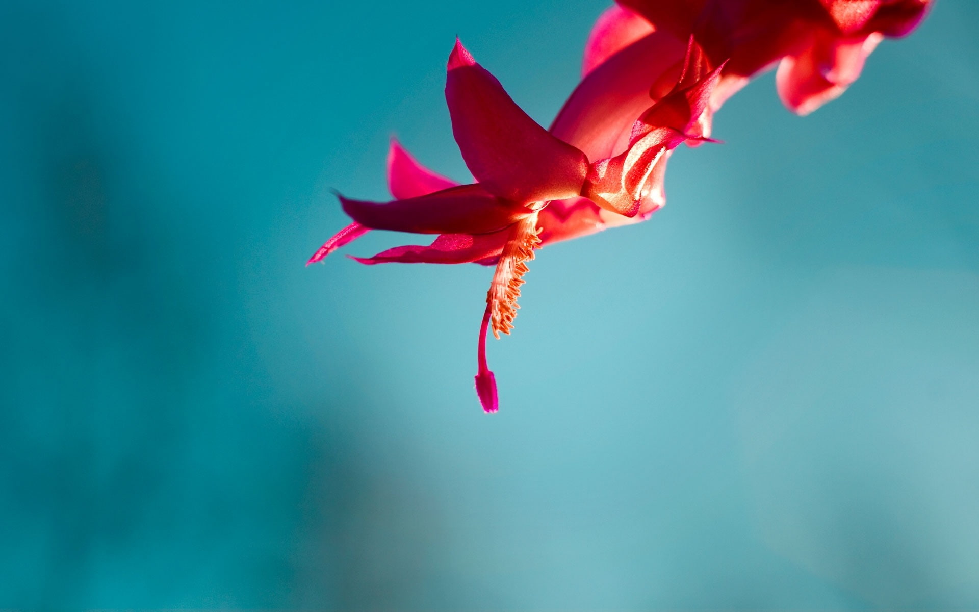 desktop, motion, flower head, petal, pink color, macro, vulnerability, nature, preview, flowers, freshness, indoors, flowering plant, red, blue background, HD Wallpaper