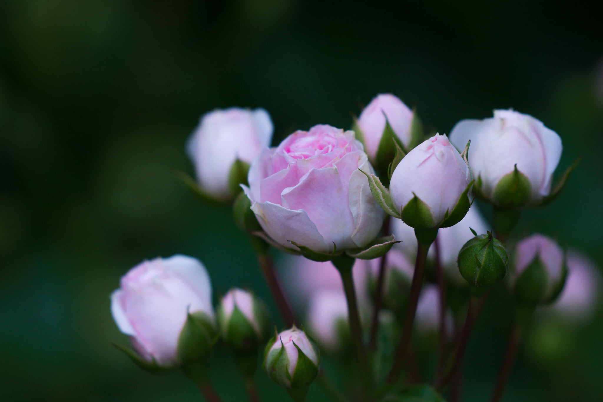 plants, flower head, 1080P, flower, flowering plant, vulnerability, outdoors, petal, day, focus on foreground, freshness, pink, beauty in nature, pink color, HD Wallpaper