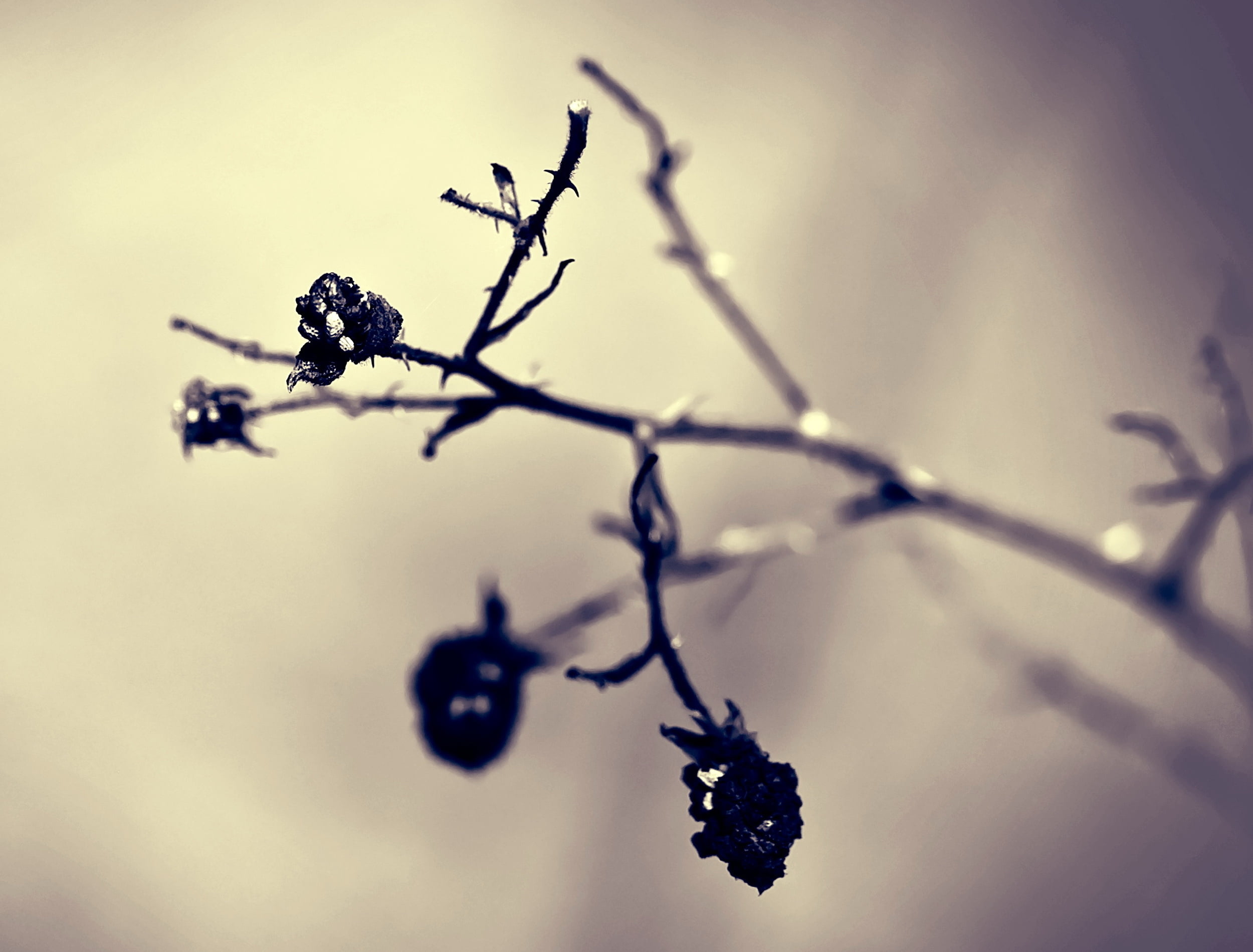 blur, vulnerability, sunlight, outdoors, color Image, photo, cold - Temperature, forest, day, grayscale, food, growth, copy Space, woodland, wilted, focus on foreground, HD Wallpaper