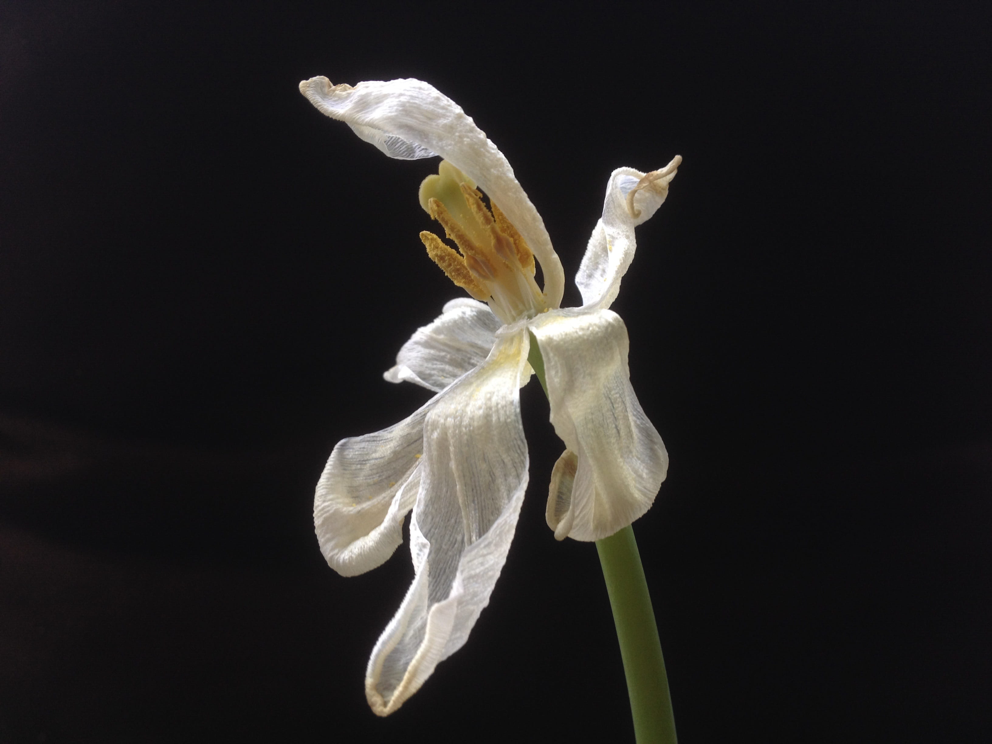 old, flowering plant, flower wilt, black and white, nature, single Flower, Wilt, flower white, white, studio shot, vulnerability, flower, inflorescence, HD Wallpaper