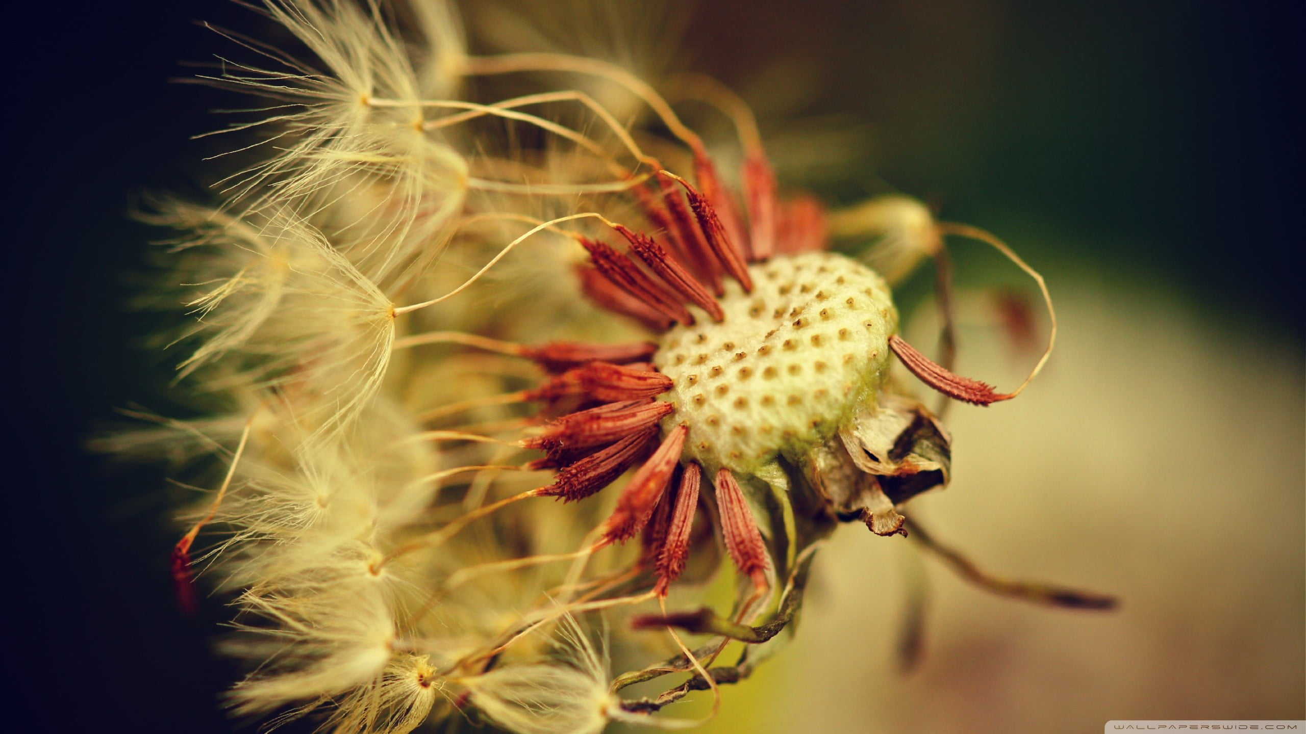 flowering plant, freshness, flower head, flower, nature, softness, outdoors, plants, growth, flowers, wilted plant, petal, focus on foreground, fragility, HD Wallpaper