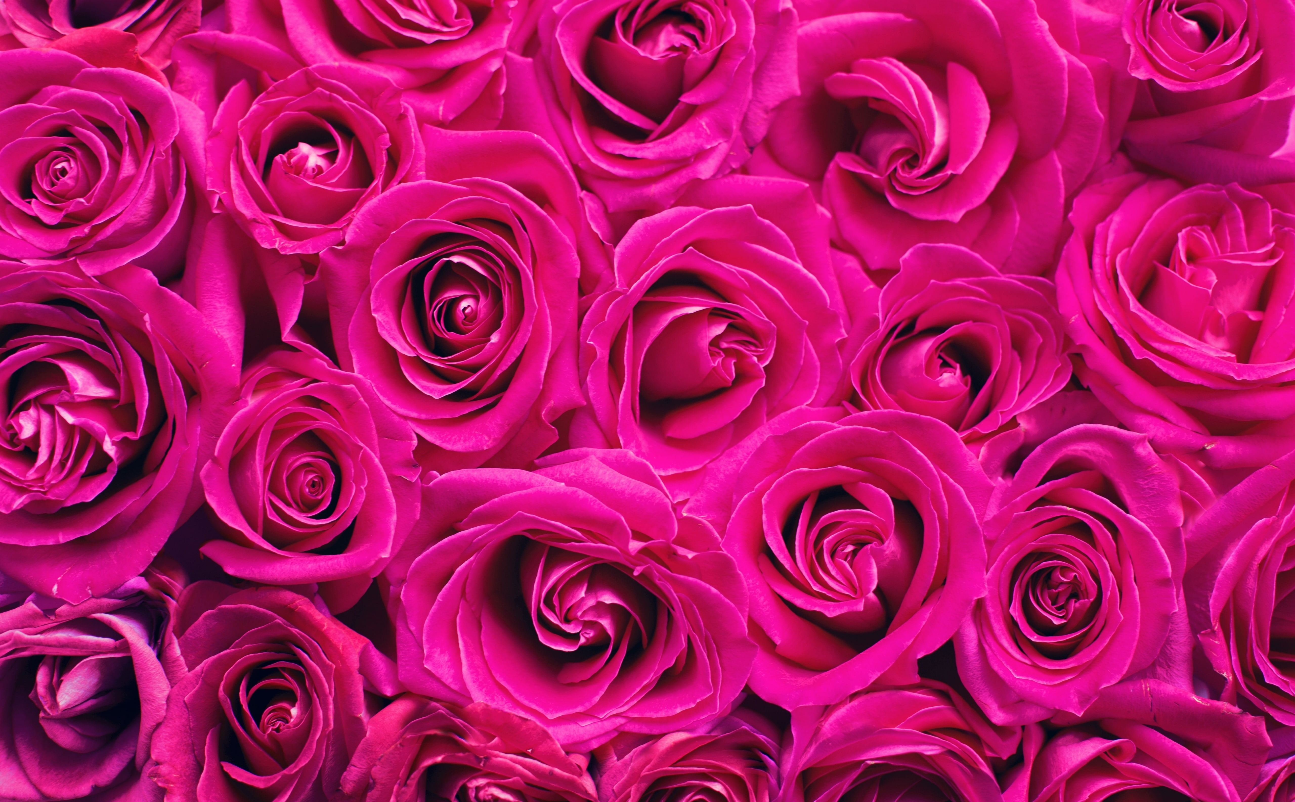 Blooming, flower head, flower arrangement, pink color, freshness, vulnerability, plant, backgrounds, Romantic, petal, rose, anniversary, softness, purple, HD Wallpaper