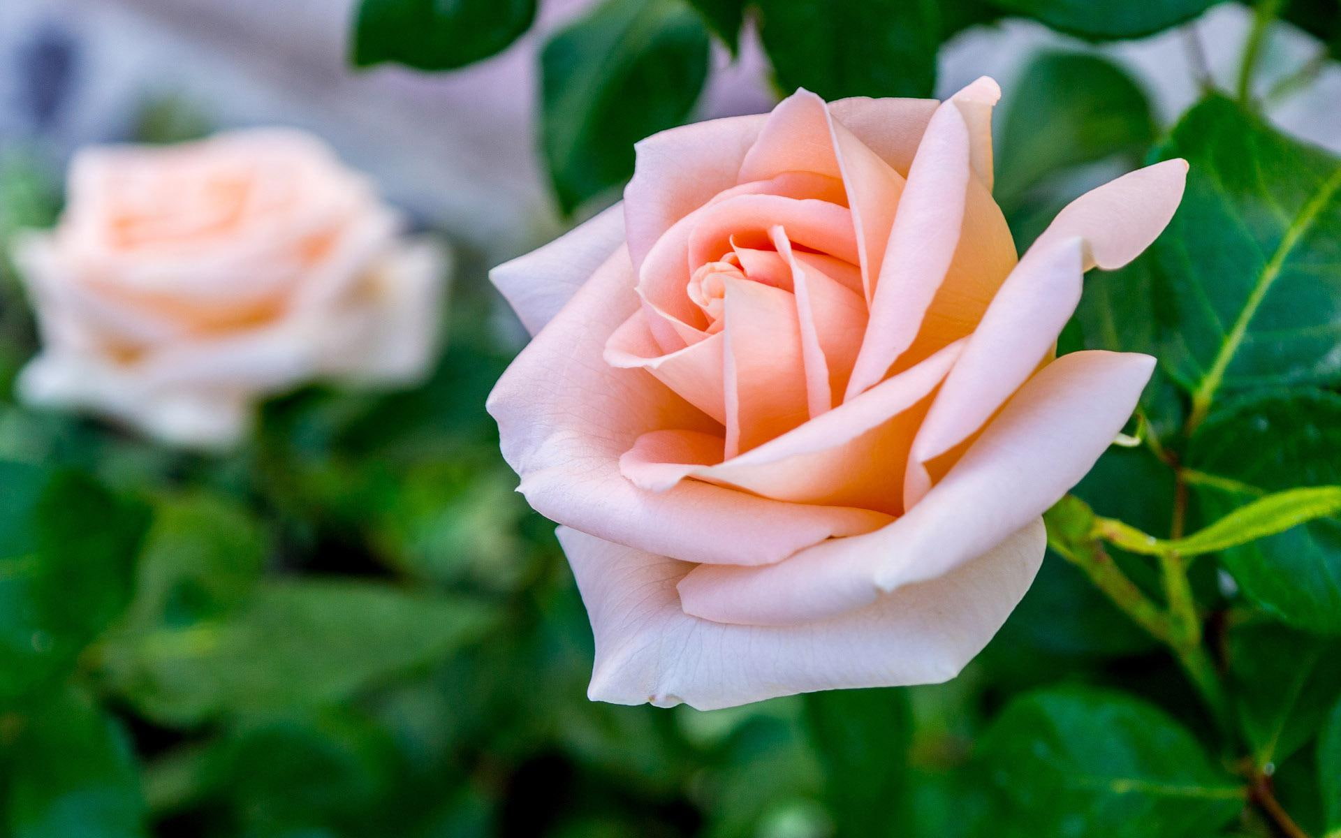 blossoming, flowers, rose, pink, 1920x1200, 1080P, HD Wallpaper