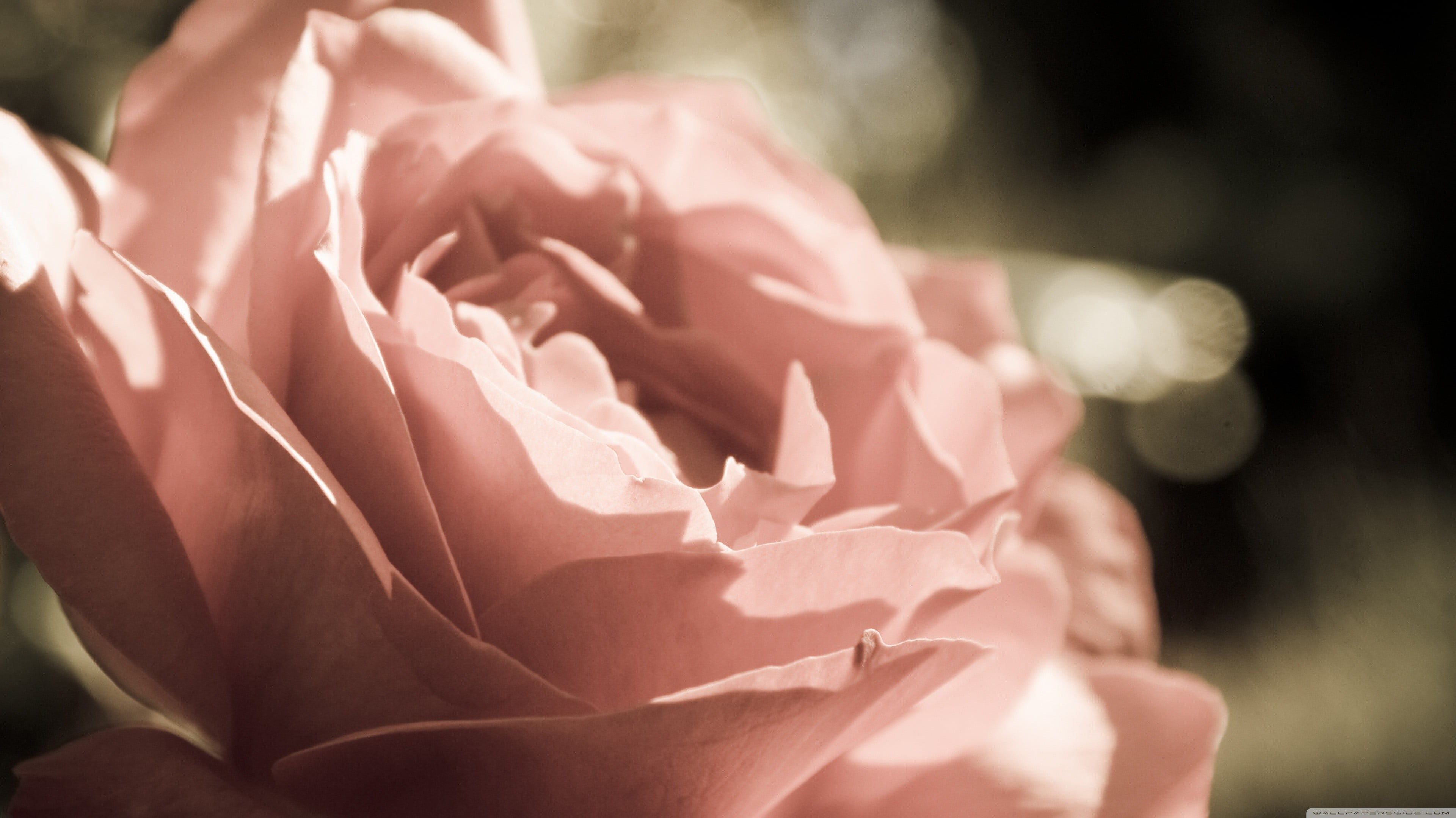flower arrangement, flower head, soft focus, 4K, growth, flowers, flowering plant, day, no people, plant, inflorescence, bouquet, petal, focus on foreground, HD Wallpaper