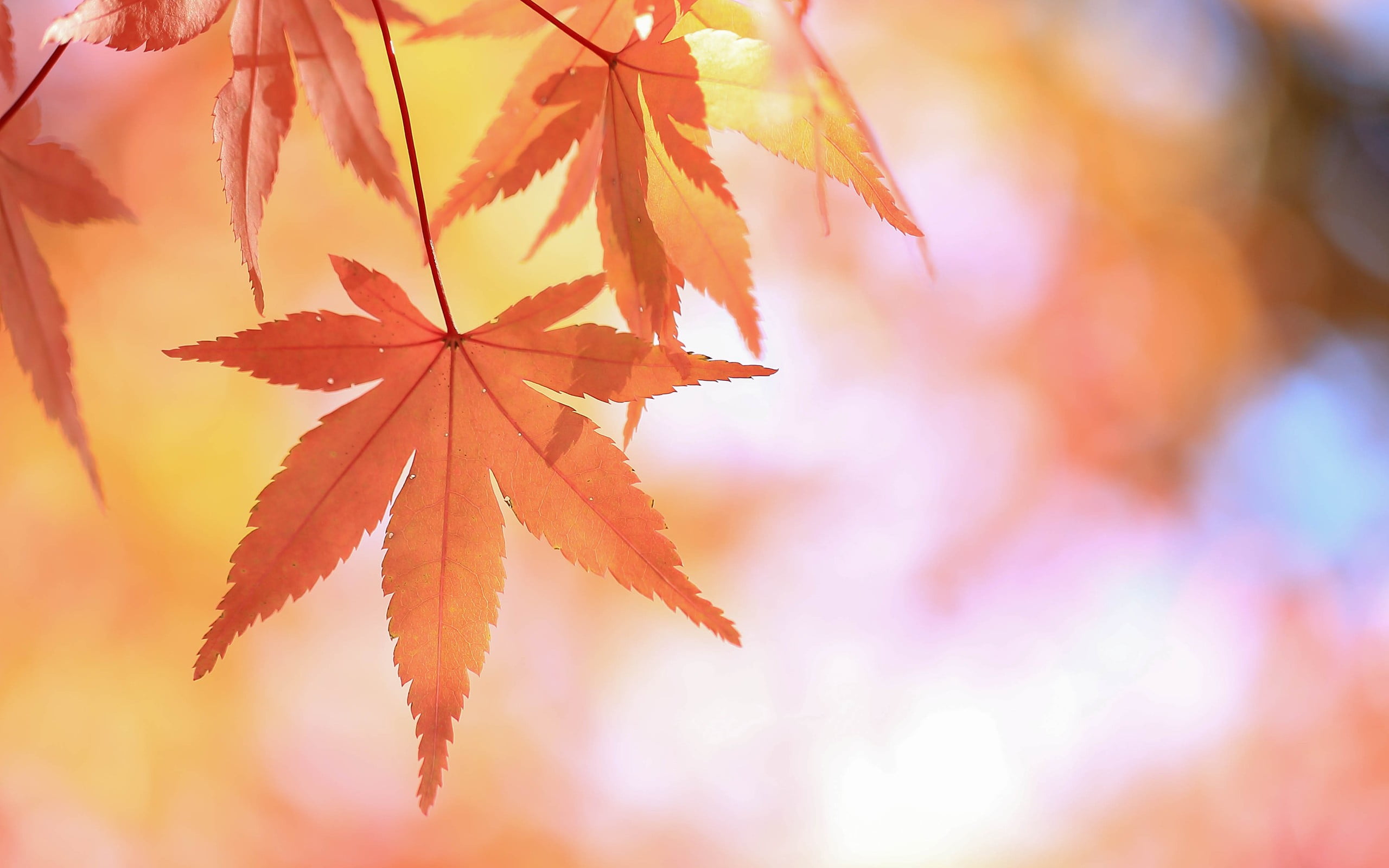 leaves, color Image, 2K, colors, tree, sunlight, outdoors, backgrounds, orange Color, leaf, environment, close-up, plants, green Color, day, yellow, maple leaf, HD Wallpaper