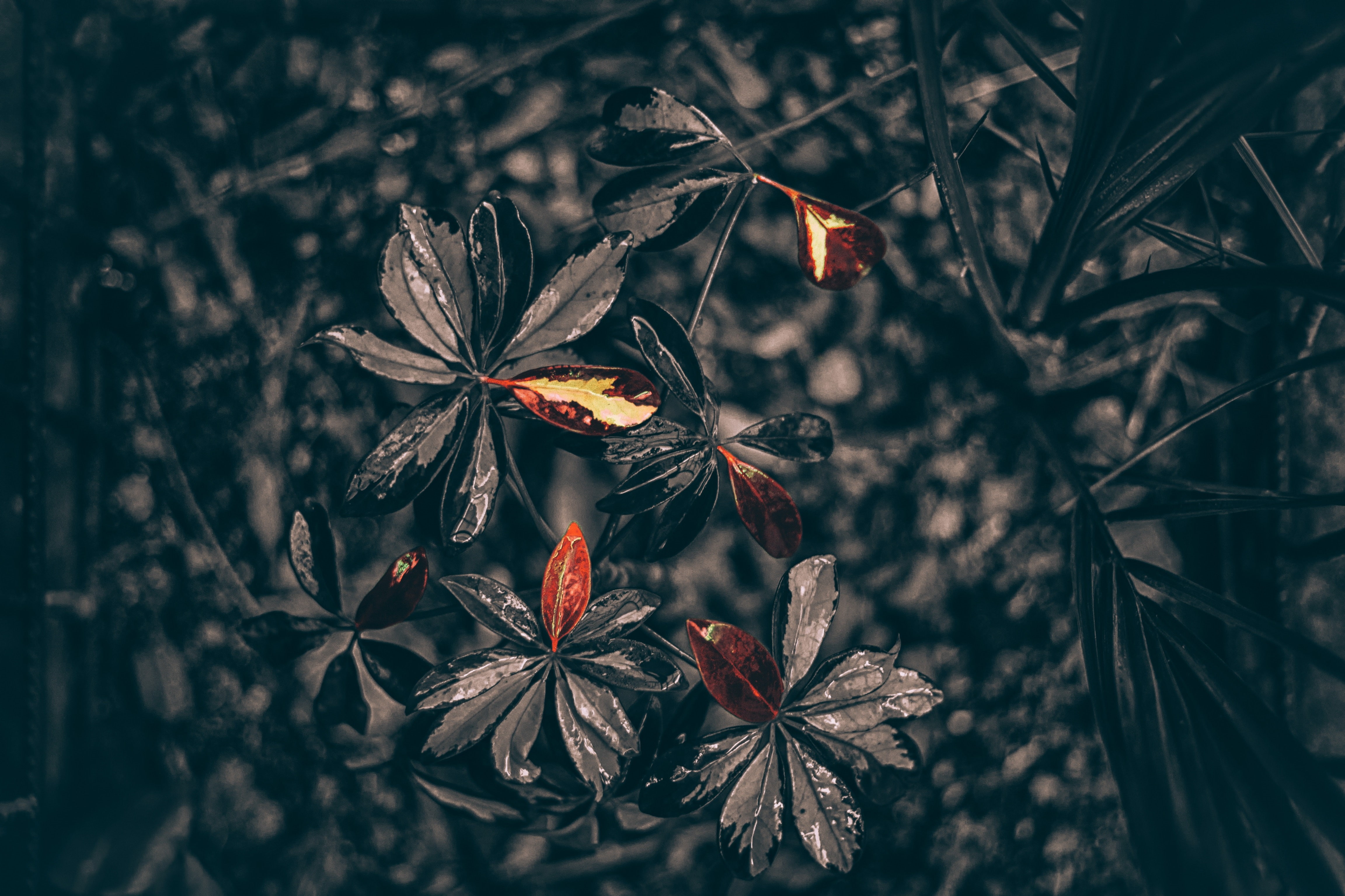 orange color, selective focus, dry, vulnerability, flowering plant, focus on foreground, nature, Drops, growth, 4K, day, tree, no people, outdoors, leaf, HD Wallpaper