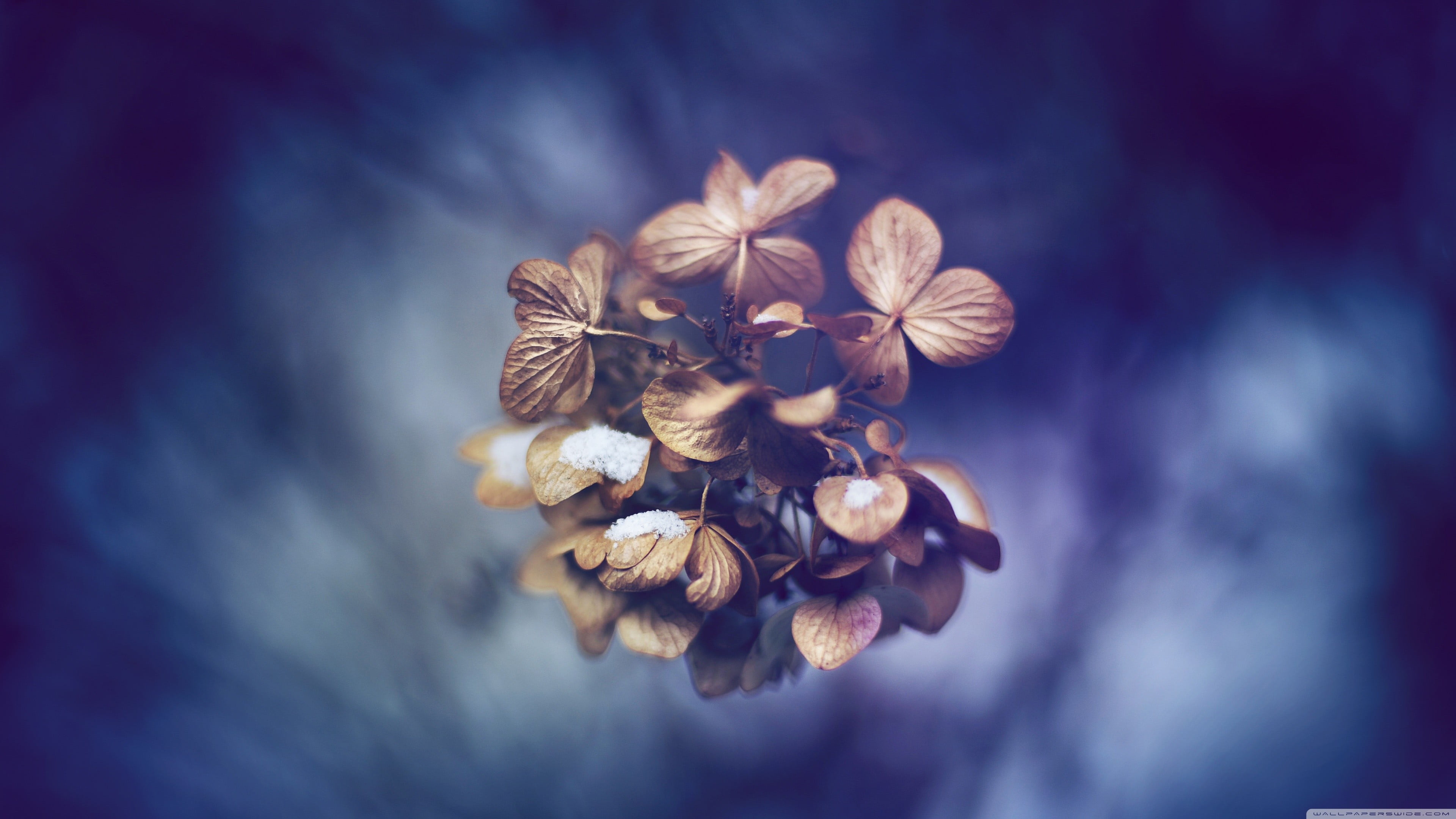 focus on foreground, blue background, growth, cloud - sky, flower, freshness, flower head, inflorescence, beauty in nature, no people, 4K, plants, dry, HD Wallpaper