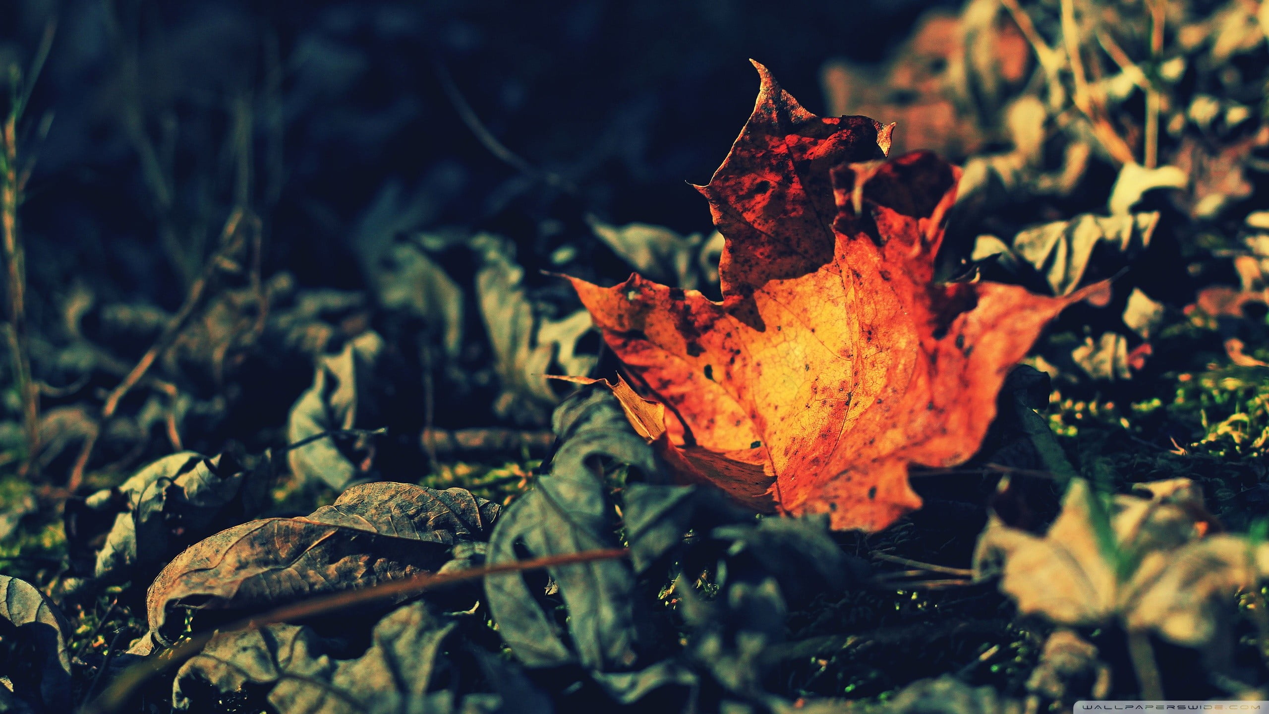 change, 2K, plant, autumn, growth, dry, fragility, fall, day, close-up, nature, no people, field, selective focus, beauty in nature, leaf, outdoors, maple leaf, HD Wallpaper
