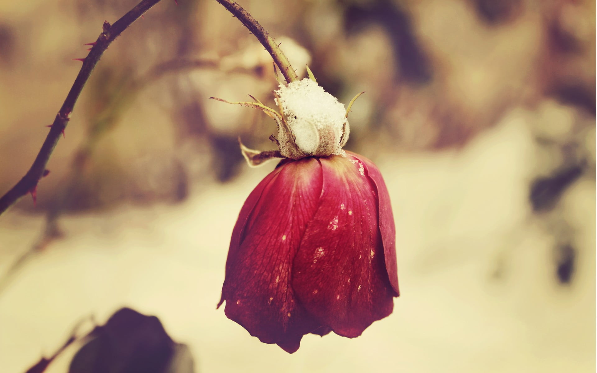 flower head, beauty in nature, freshness, growth, sepal, flower, focus on foreground, red, outdoors, plants, plant, flowering plant, food and drink, flowers, HD Wallpaper
