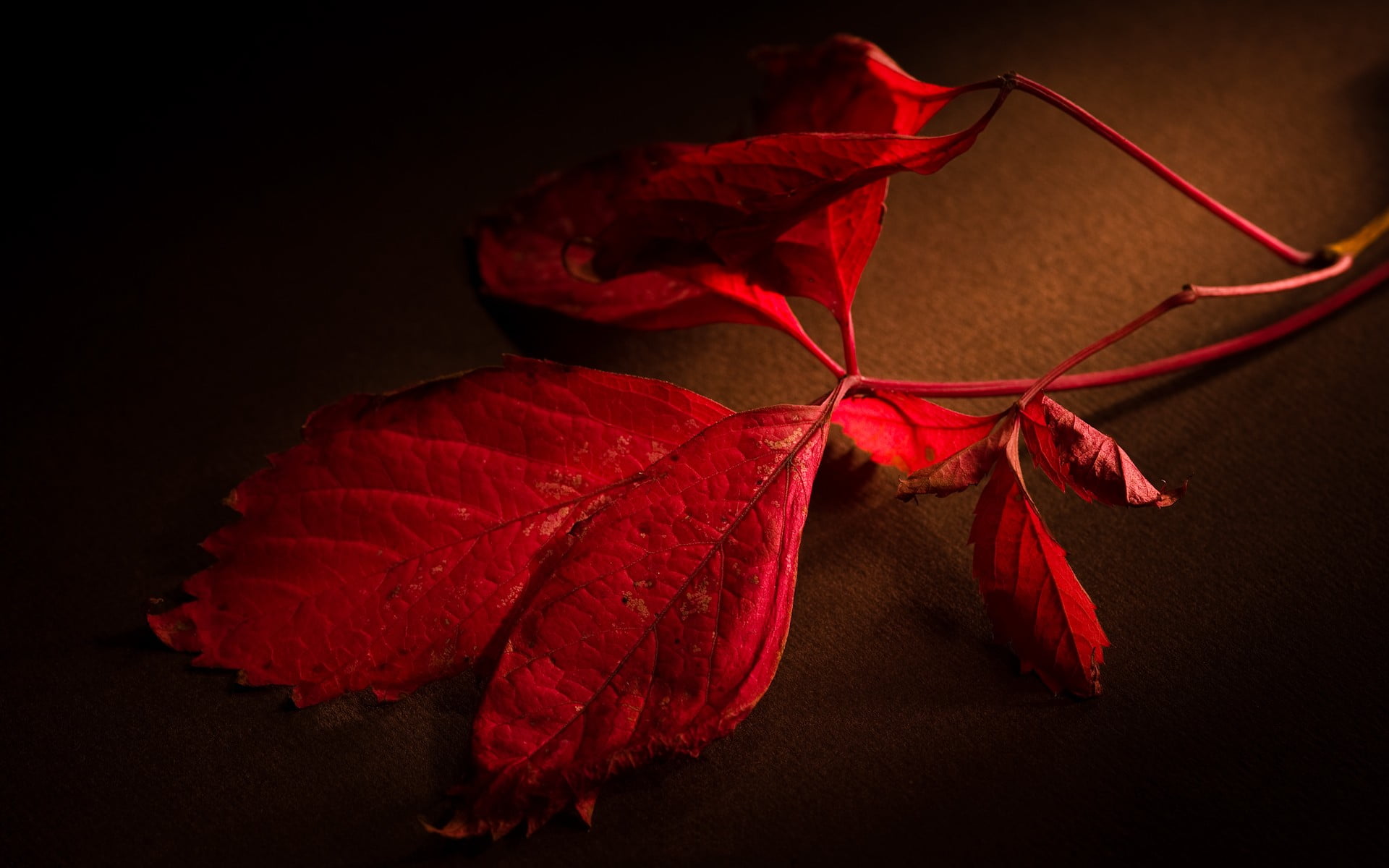 indoors, leaves, still life, flower, wilted plant, black background, vulnerability, plant part, textile, plant, 1080P, nature, no people, close-up, flower head, HD Wallpaper