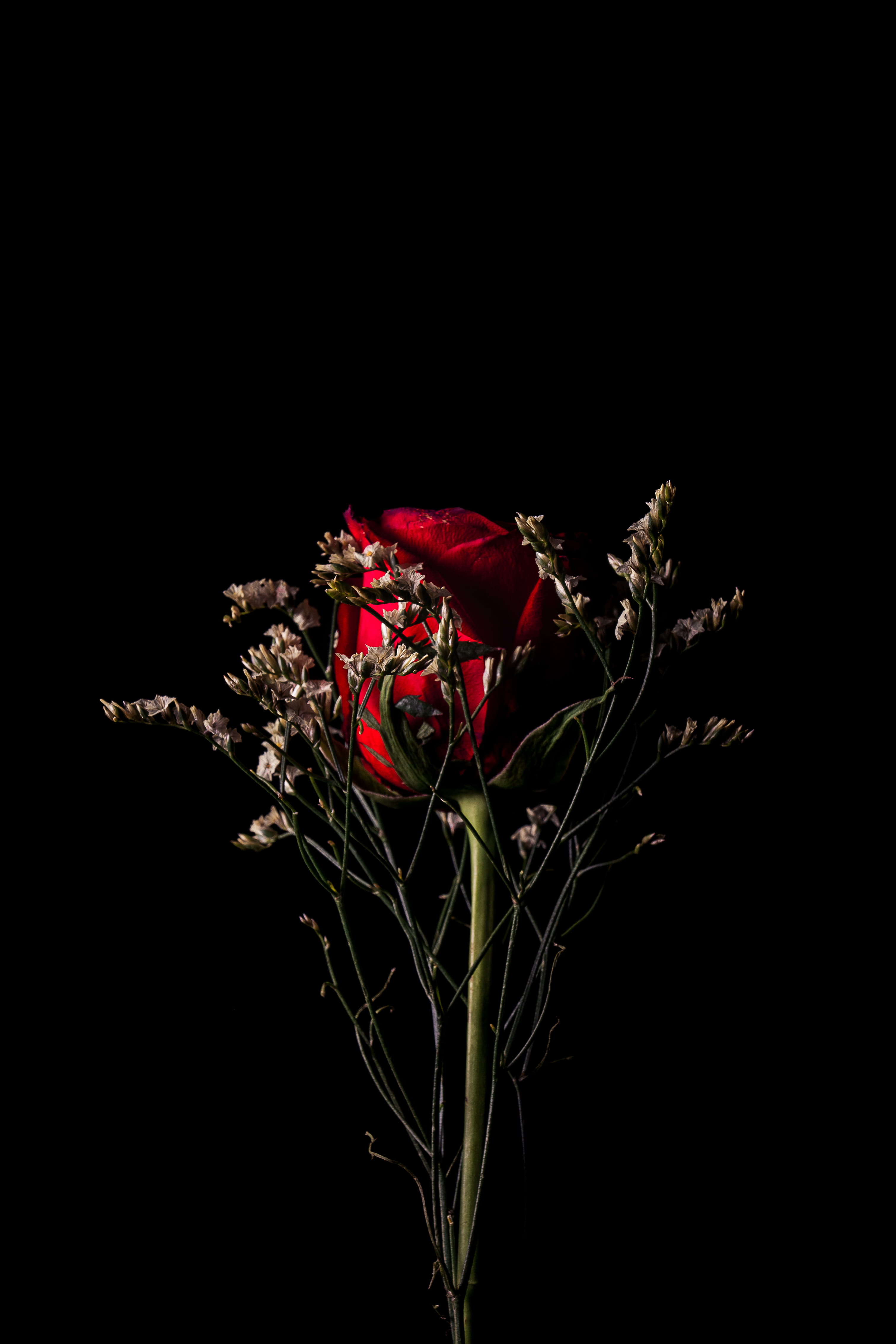 copy space, cut out, freshness, black background, background, behind, plant, beauty in nature, flower head, sepal, flower arrangement, bouquet, 4K, rose, Phone HD Wallpaper