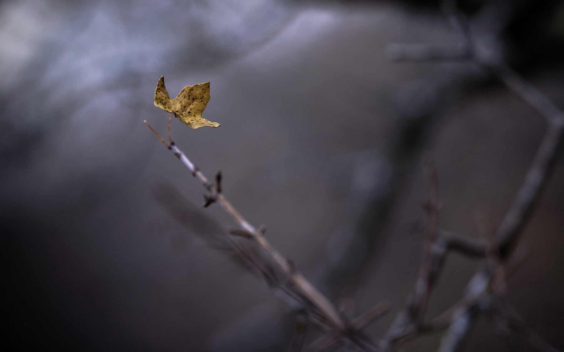 leaves, autumn, plant part, beauty in nature, winter, 1080P, no people, twig, wilted plant, fragility, nature, day, plant stem, close-up, leaf, change, HD Wallpaper