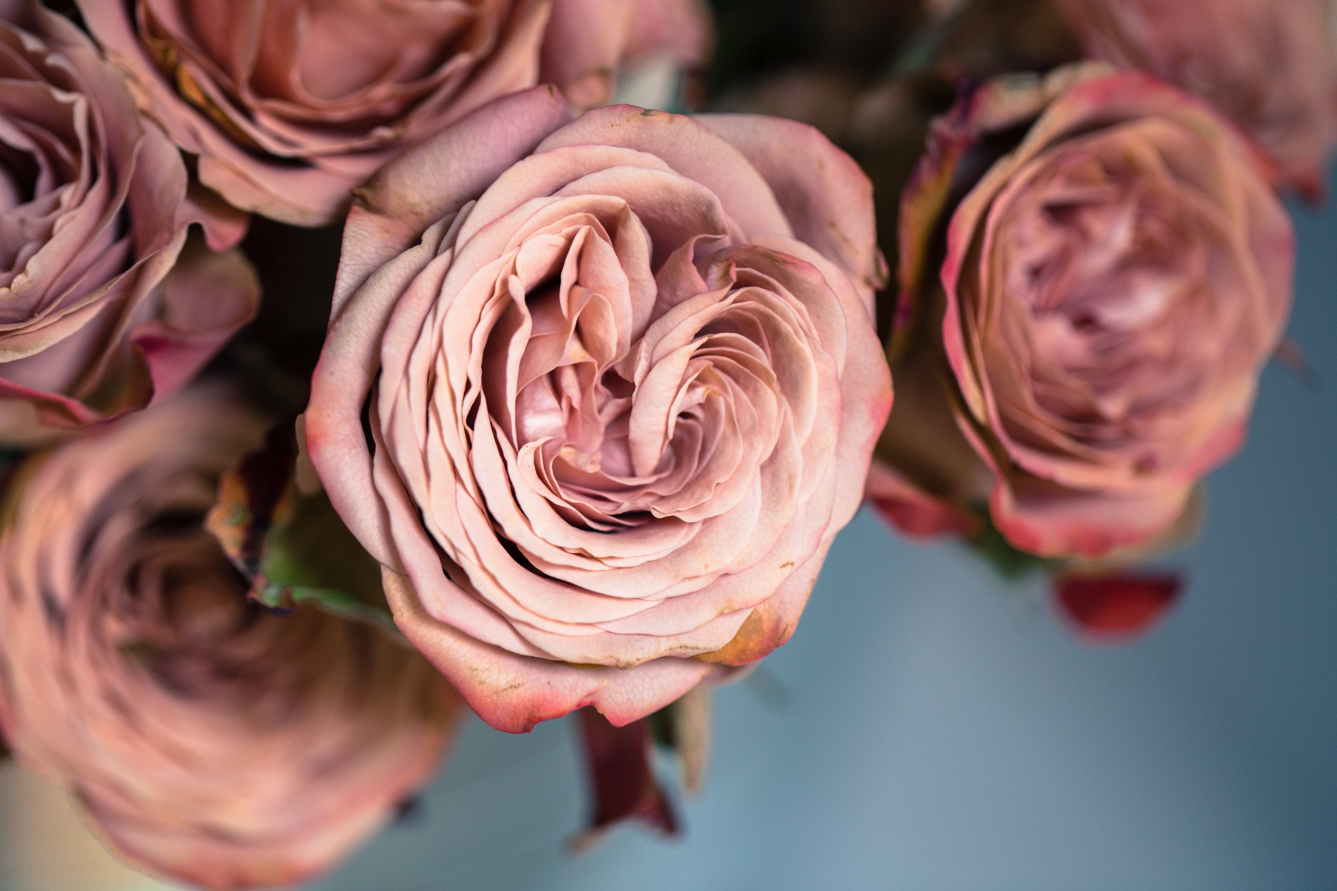 beauty in nature, pink color, outdoors, photo, flowering plant, dusty, Valentines Day, growth, Backgrounds, rose - flower, vulnerability, 4K, freshness, HD Wallpaper