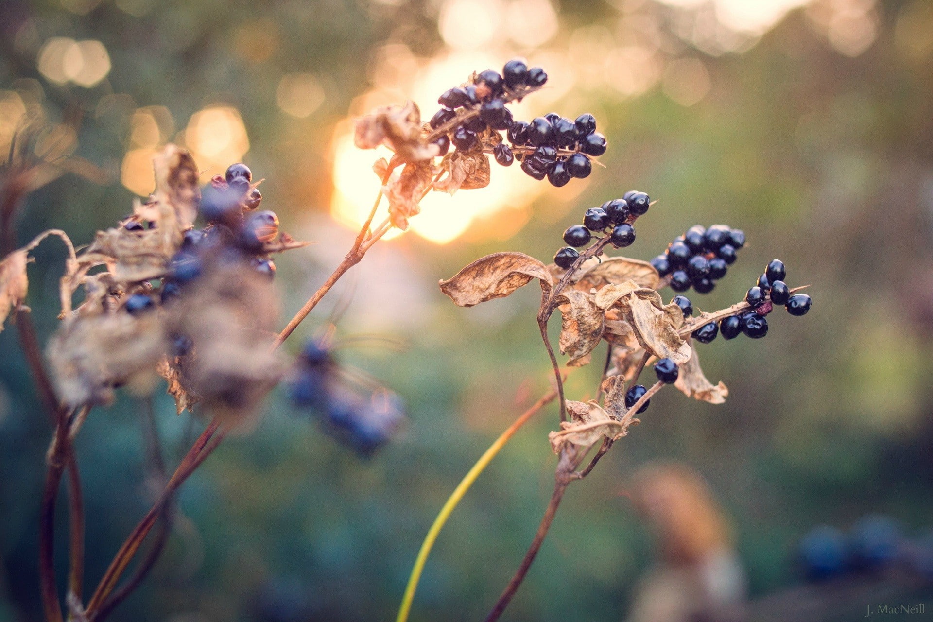 day, macro, dead plant, fragility, plant, food, plants, softness, beauty in nature, wilted plant, land, food and drink, sunlight, no people, vulnerability, HD Wallpaper