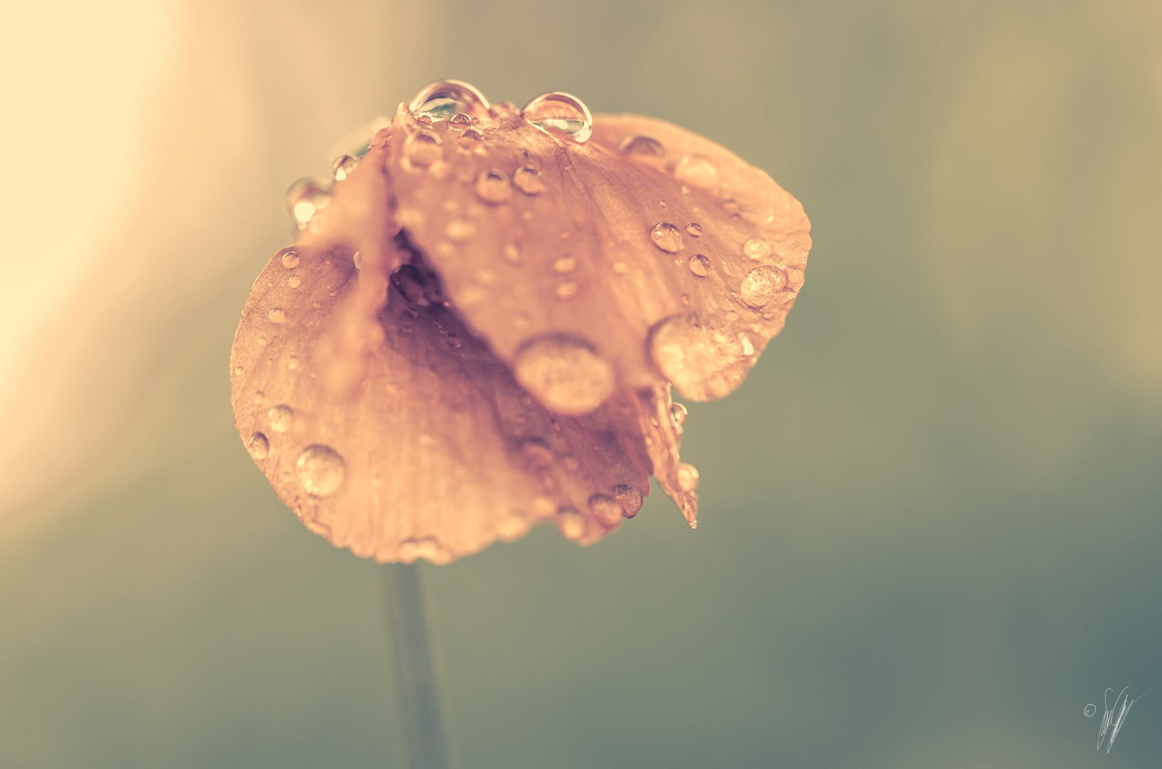 flowers, flower, close-up, inflorescence, outdoors, dew, flowering plant, flower head, plant, wet, water, wilted plant, beauty in nature, purity, focus on foreground, HD Wallpaper