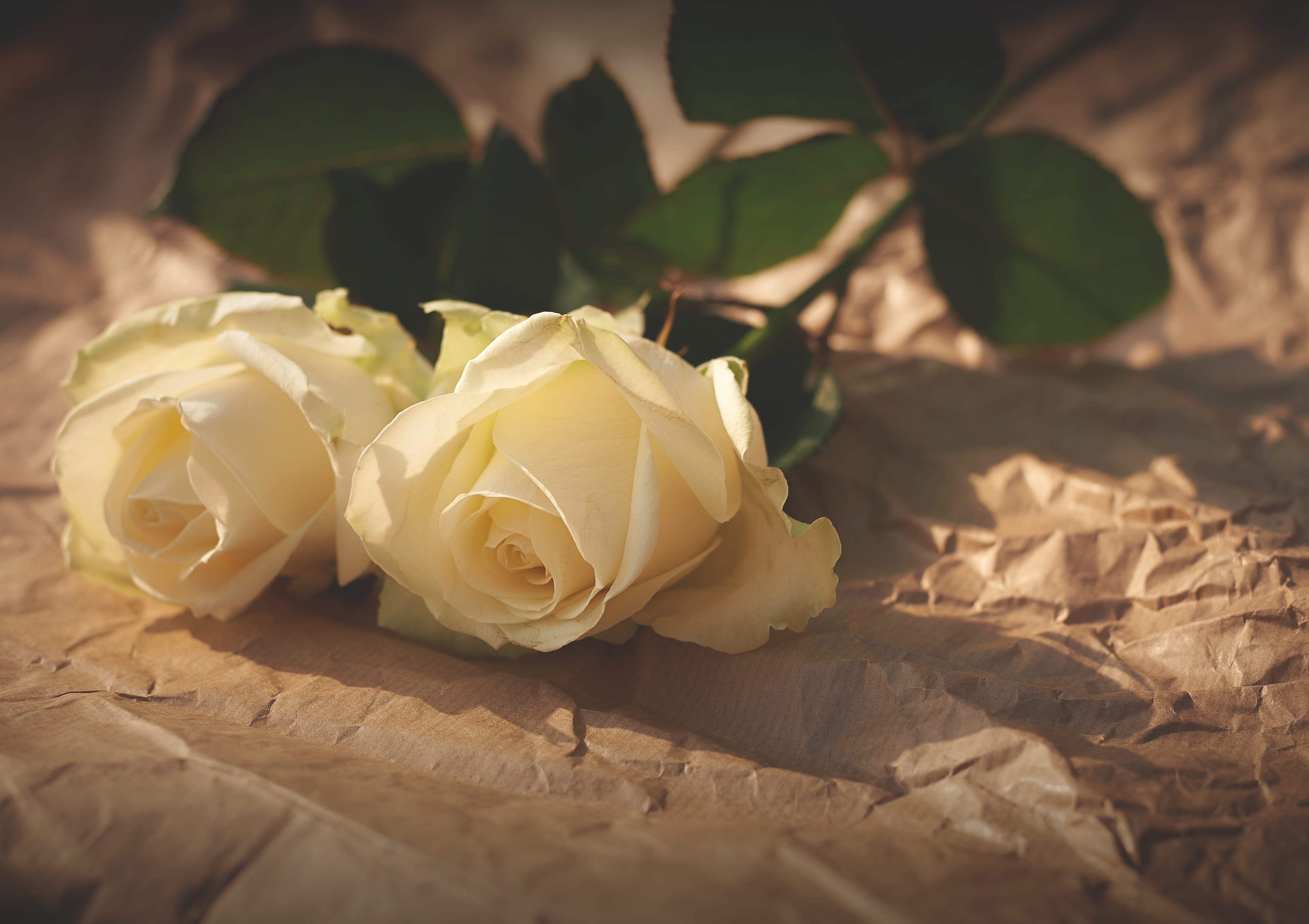 symbol, plant, love, two, yellow, sunlight, wilted plant, vulnerability, selective focus, elegant, crumpled paper, flower head, flowering plant, rose - flower, HD Wallpaper