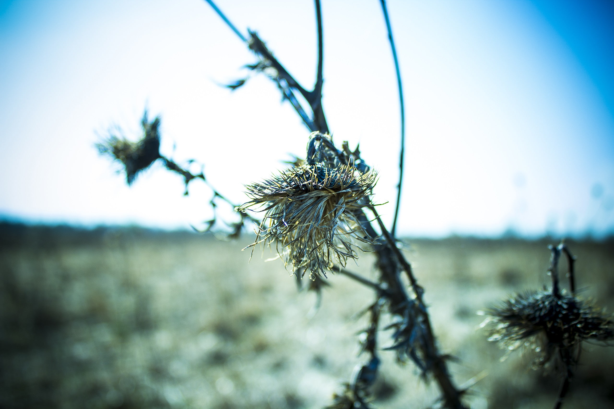 focus on foreground, growth, selective focus, sky, outdoors, fragility, field, land, 2K, tranquility, thistles, vulnerability, no people, plant, beauty in nature, HD Wallpaper