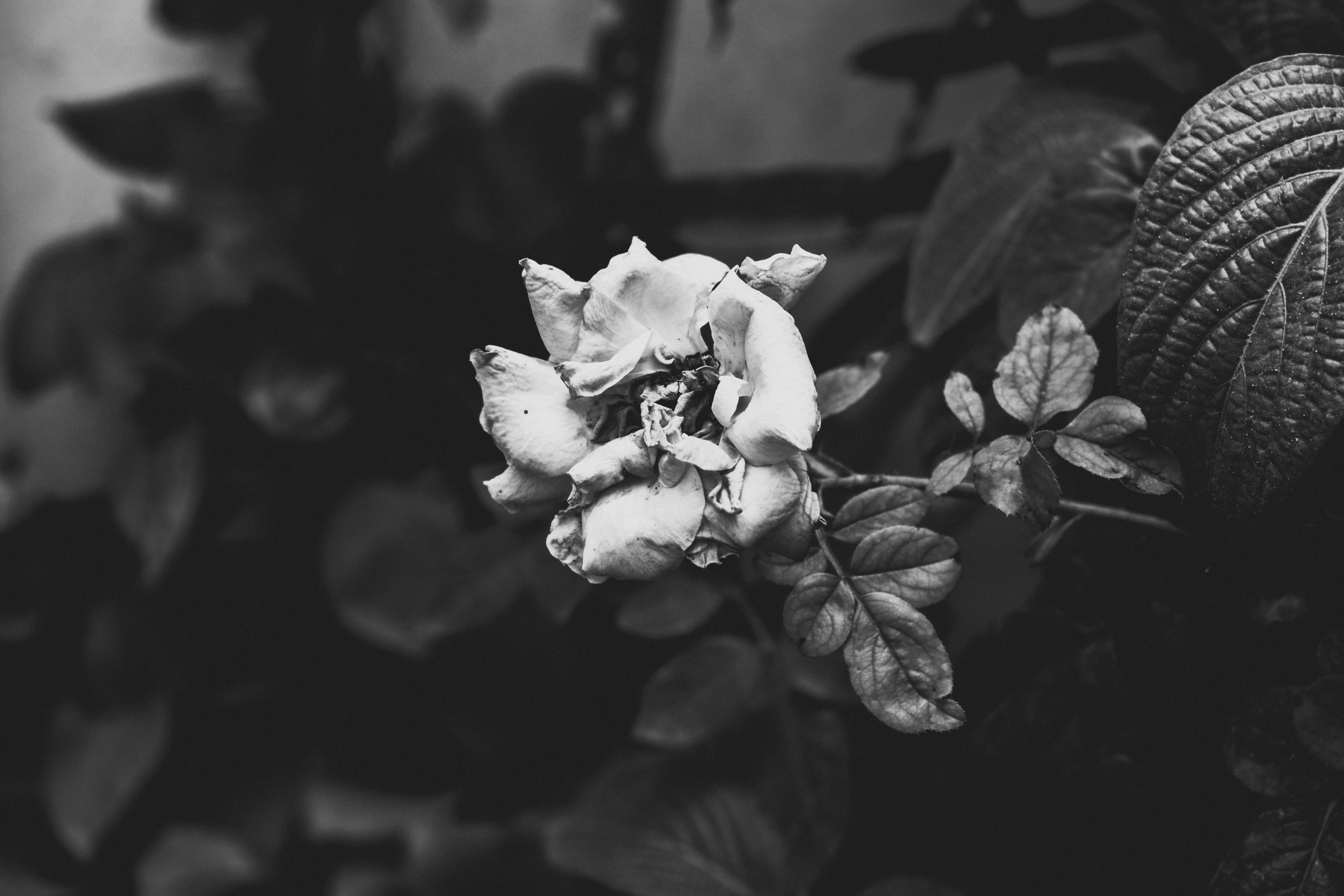 plant, 5K, macro, focus on foreground, monochrome, leaf, fragility, no people, close-up, nature, wilted plant, inflorescence, flower, beauty in nature, HD Wallpaper