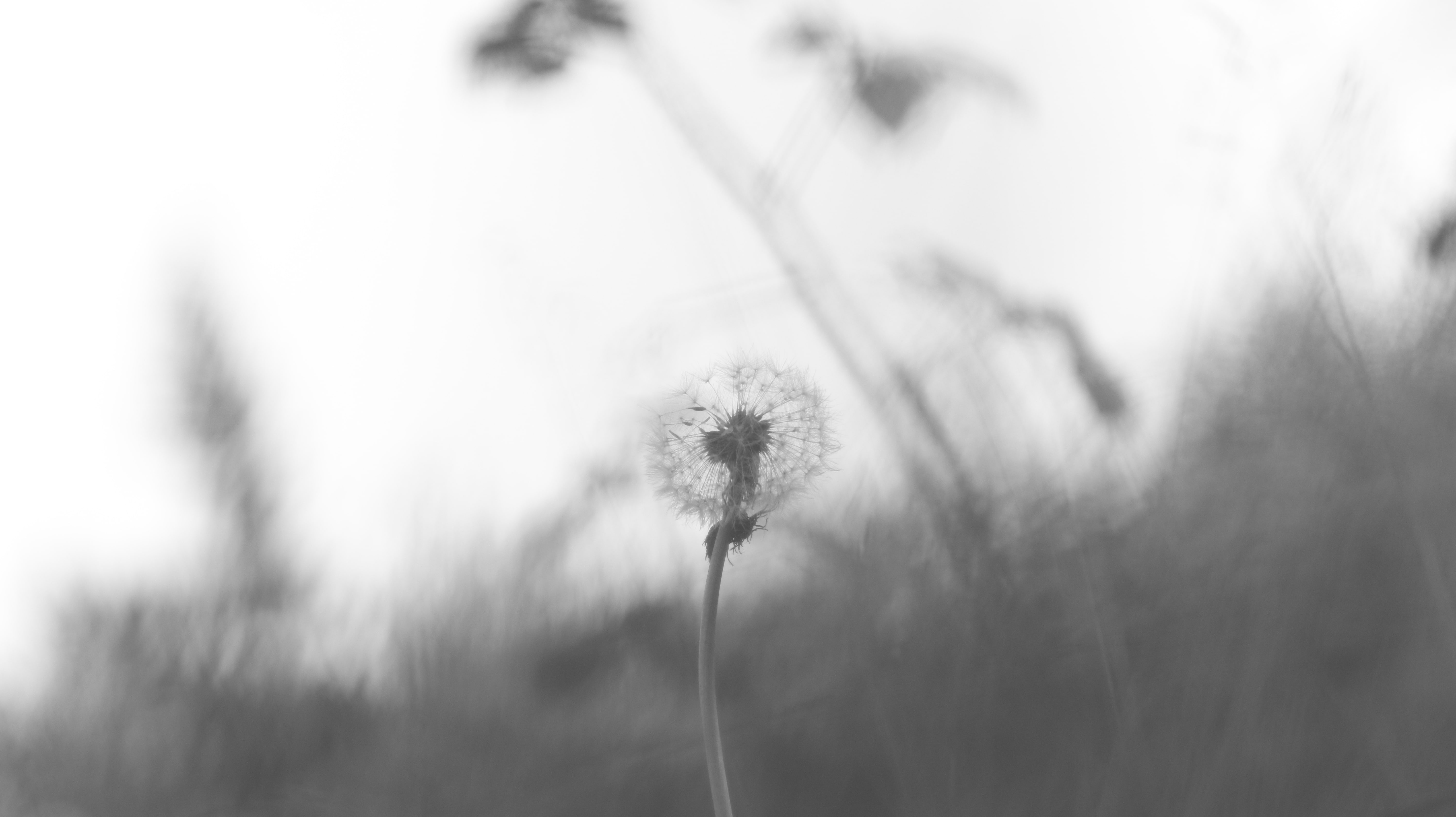 close-up, herbarium, vulnerability, beauty in nature, depth of field, wilted plant, tree, softness, 5K, sky, environment, tranquility, flower, plant, focus on foreground, HD Wallpaper