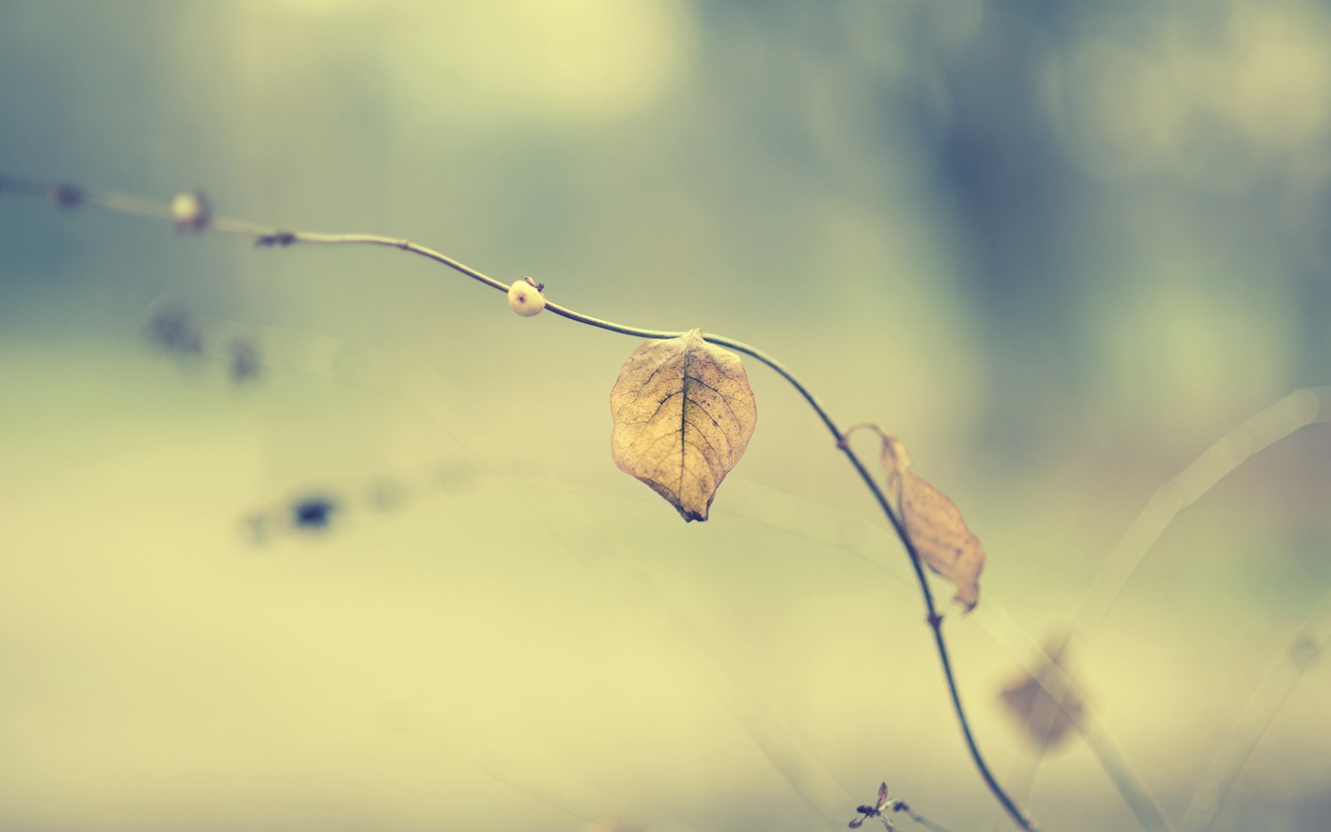 close-up, willow tree, vulnerability, plant, outdoors, flower, leaf, fragility, 1080P, beauty in nature, focus on foreground, no people, freshness, selective focus, HD Wallpaper
