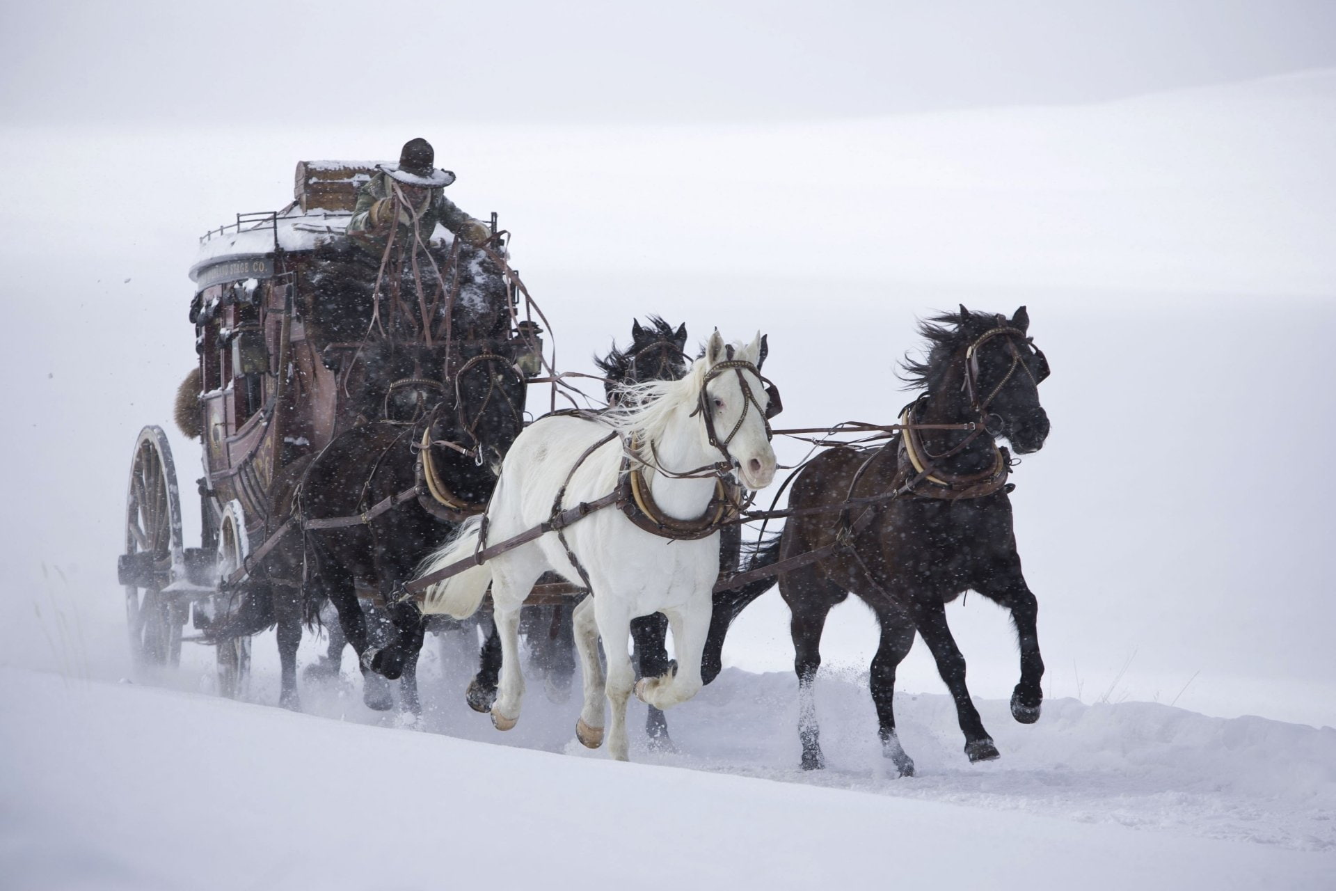 Movie, The Hateful Eight, Horse, 1080P, HD Wallpaper