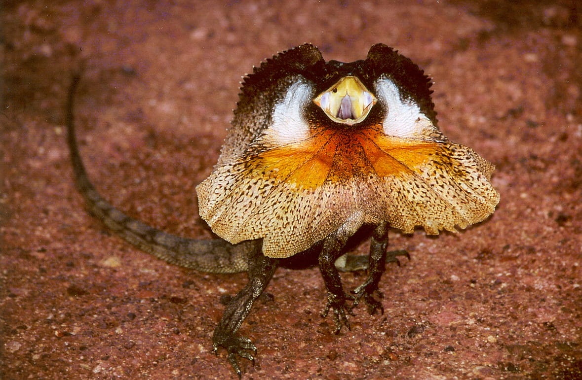 public domain, one animal, land, nature, kingii, close-up, 480P, full, no people, frilled, invertebrate, beauty in nature, Frilled Lizard, Chlamydosaurus kingii, HD Wallpaper
