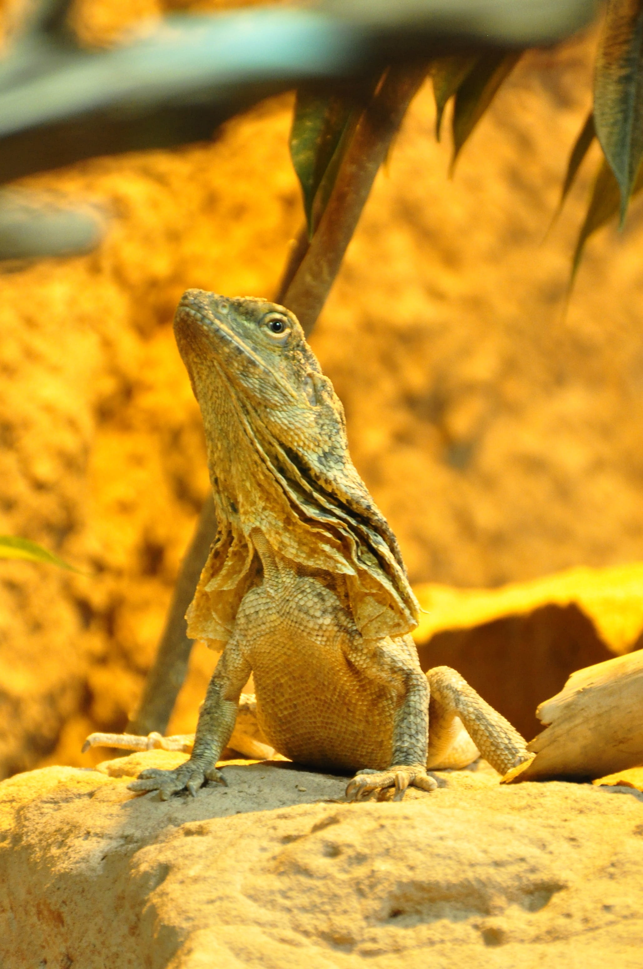 2K, animal wildlife, close-up, land, animals in the wild, frill necked lizard, iguana, rock - object, rock, animal scale, no people, solid, one animal, Phone HD Wallpaper