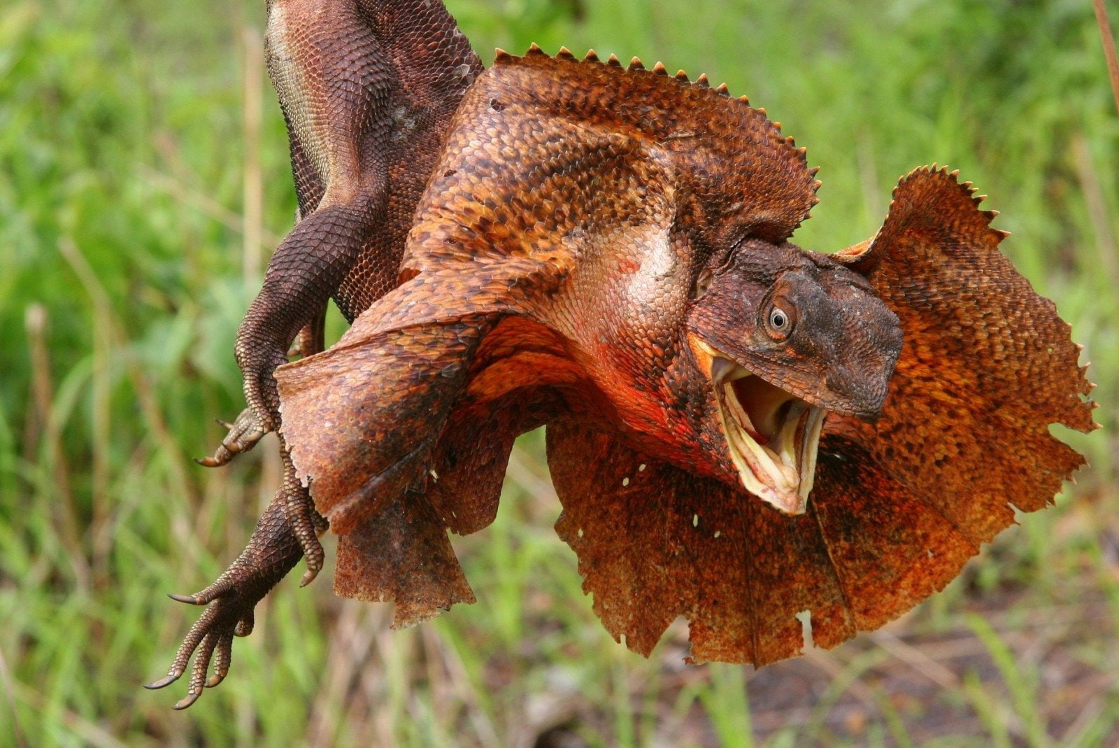Lizard, 720P, Frilled-neck lizard, Animal, HD Wallpaper