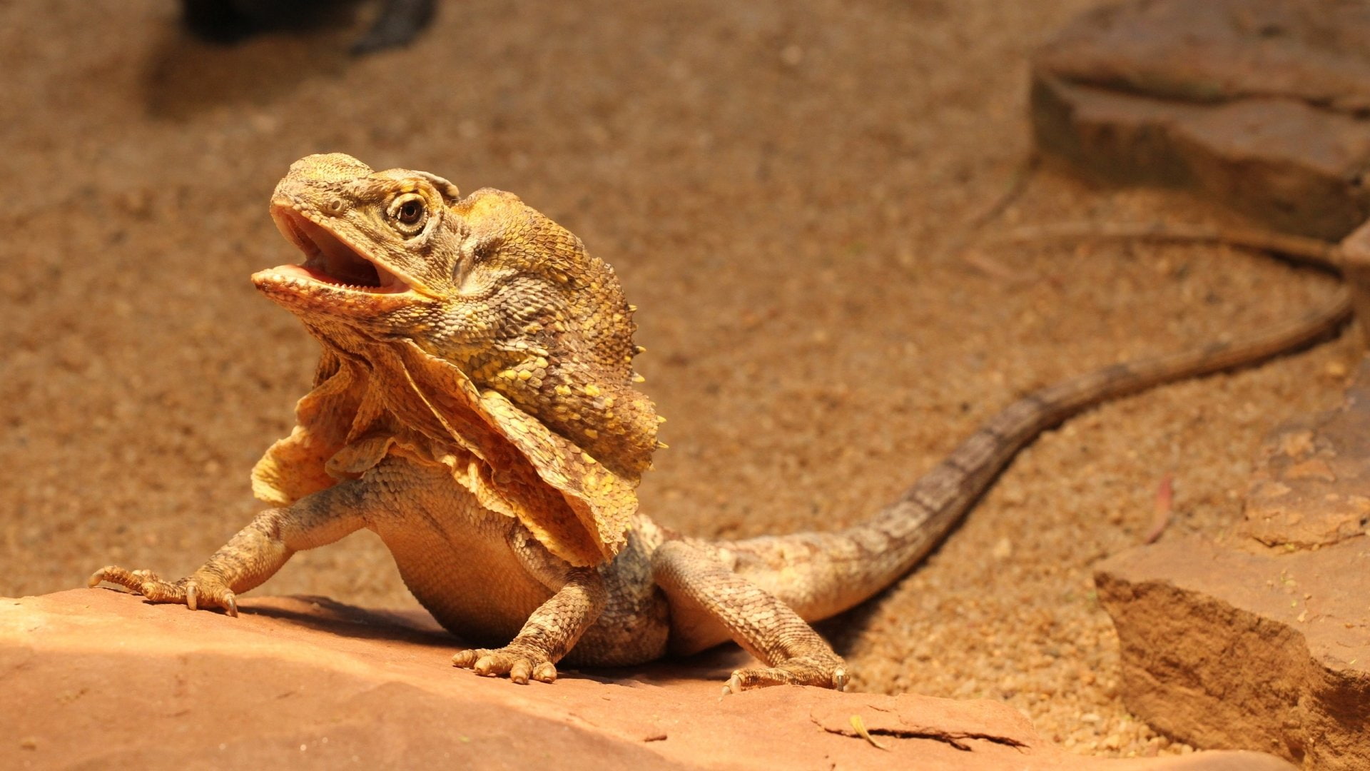 Frilled-Neck Lizard, Reptile, 1080P, Animal, Lizard, HD Wallpaper
