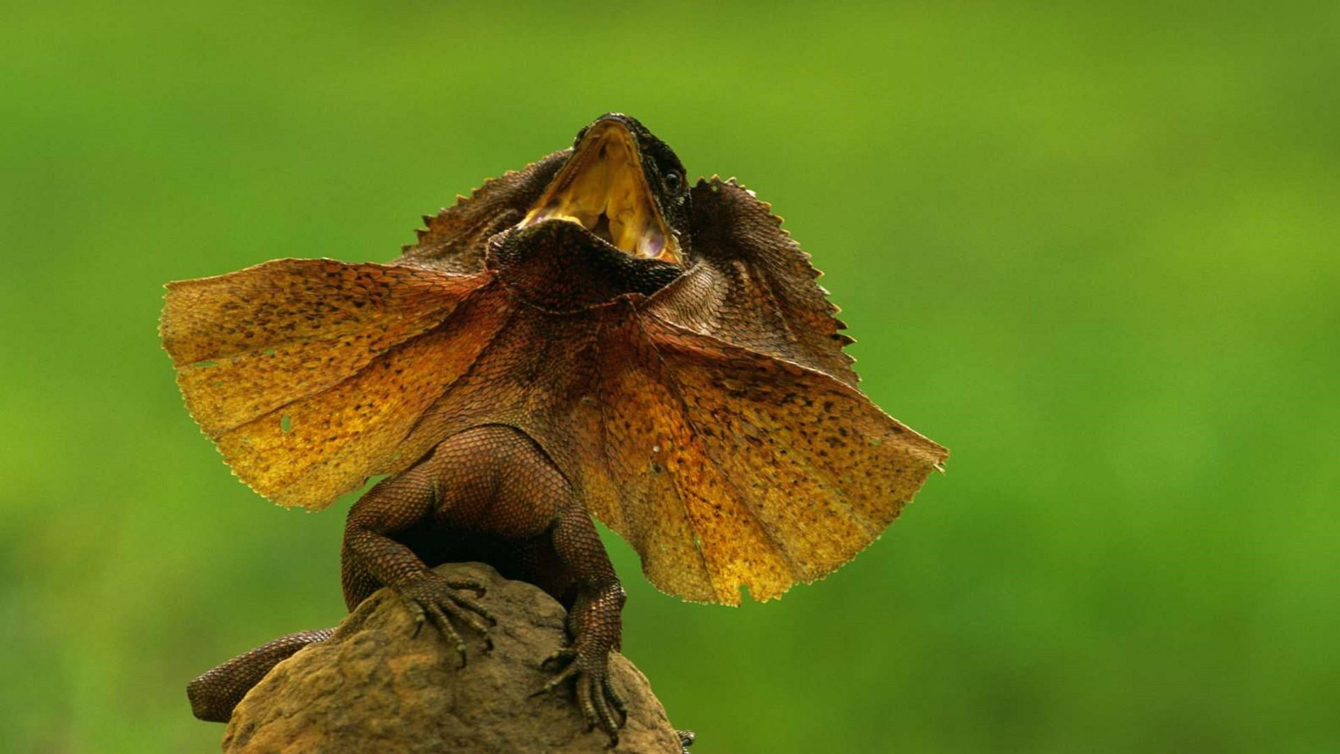 green background, plant, focus on foreground, brown, green color, animal, no people, animals in the wild, wildlife, lizard, day, animal body part, 1080P, HD Wallpaper