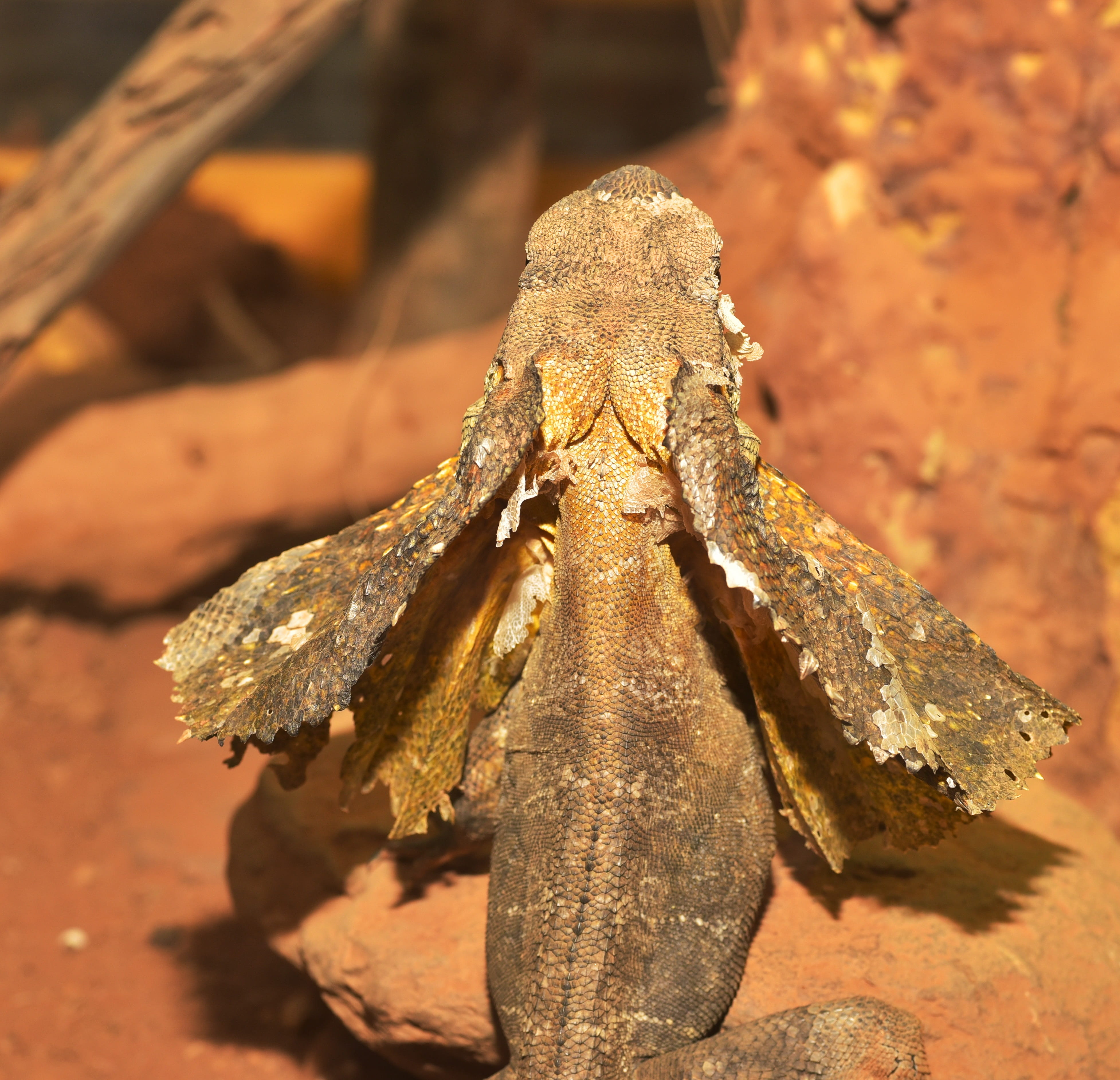 rock, jungle, outdoors, tropical, iguana-like, zoology, frill, vertebrate, sunlight, brown, necked, pattern, 4K, dragon, animal body part, day, scale, HD Wallpaper
