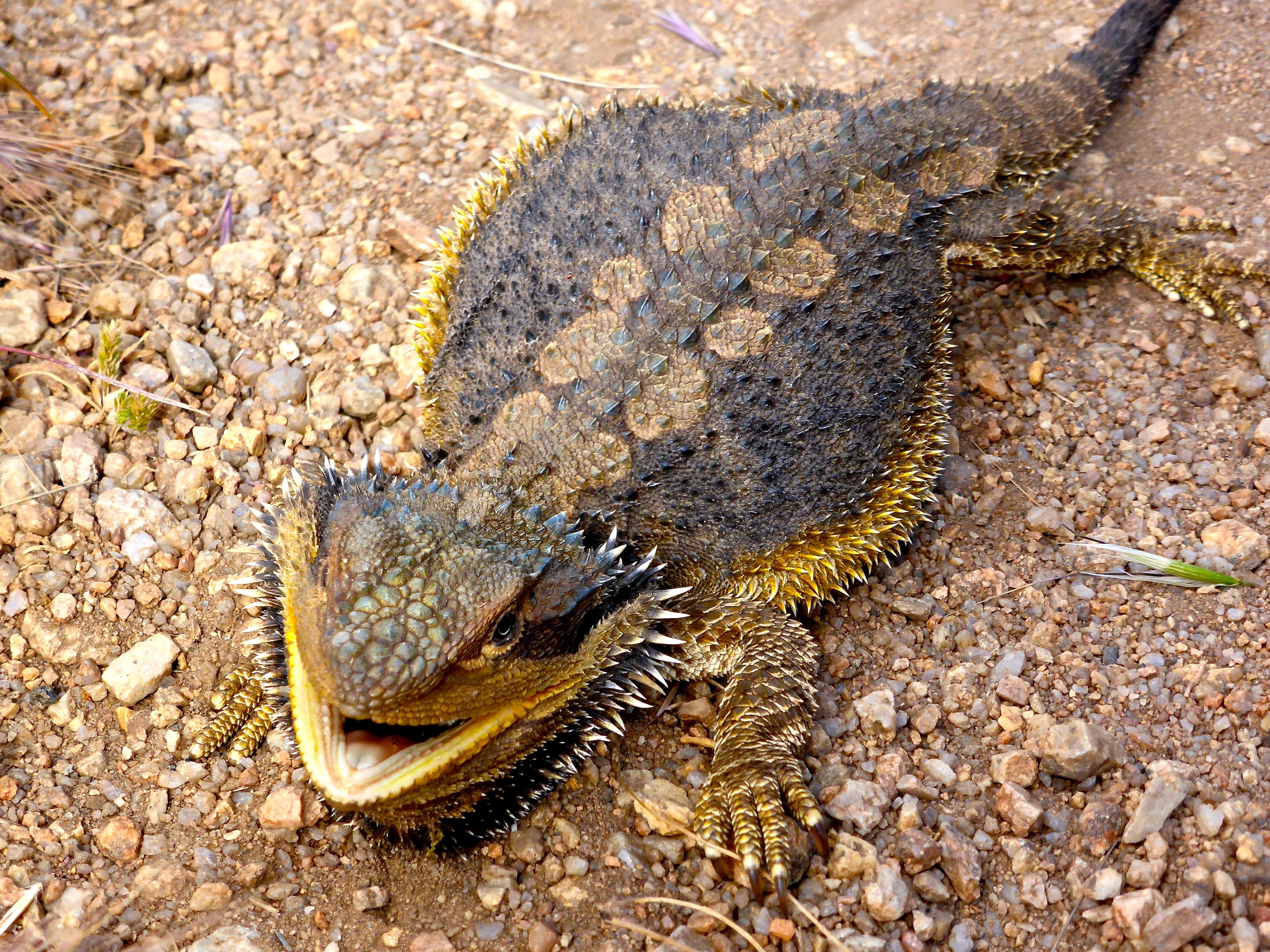 4K, dragon, reptile, stone - object, australian, frilled, solid, animal wildlife, brown, no people, bearded dragon, wildlife, one animal, animal, lizard, HD Wallpaper