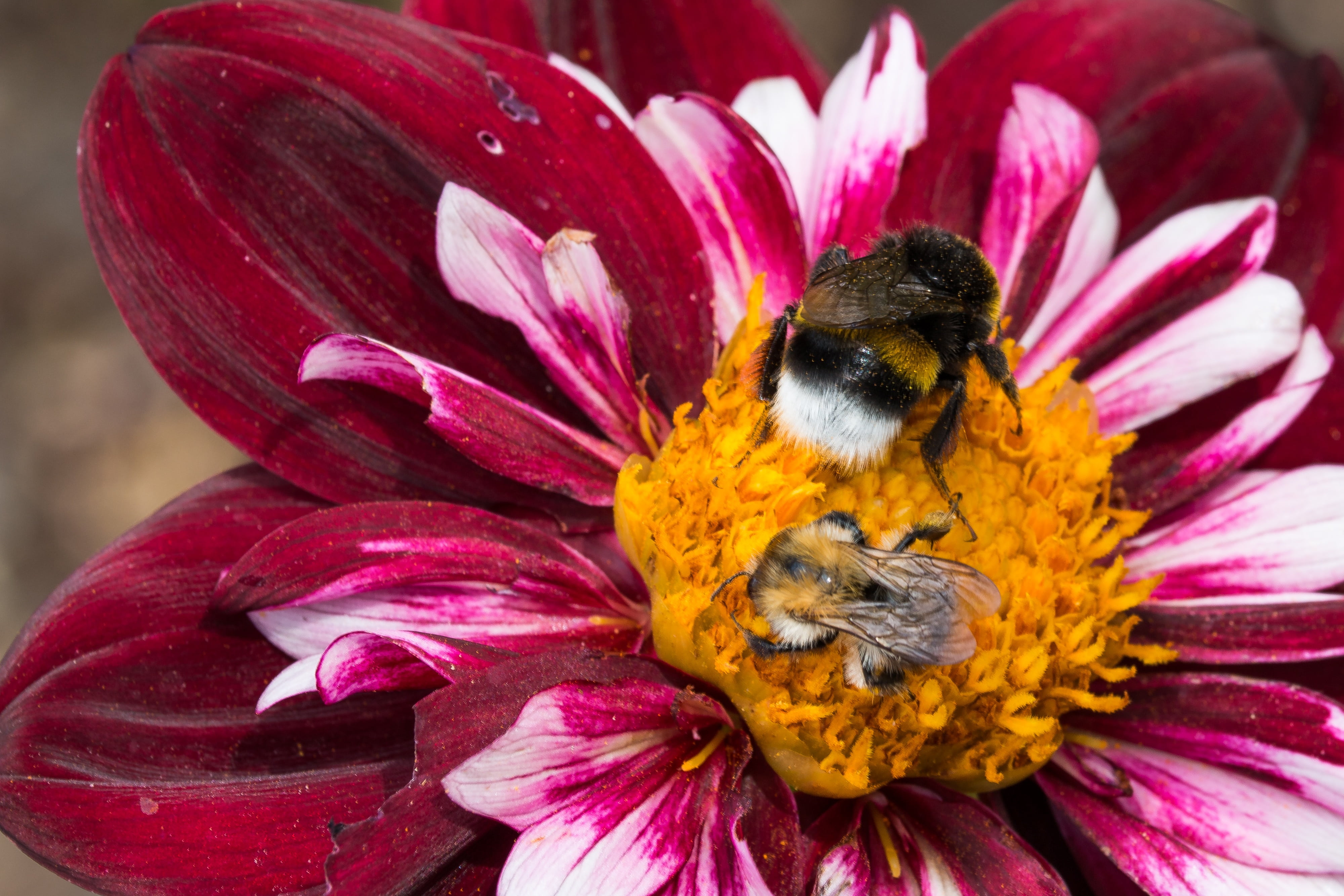 no people, bloom, beauty in nature, vulnerability, insect, flower head, animals in the wild, blossom, animal, flowering plant, plant, flower, dahlia, close-up, HD Wallpaper