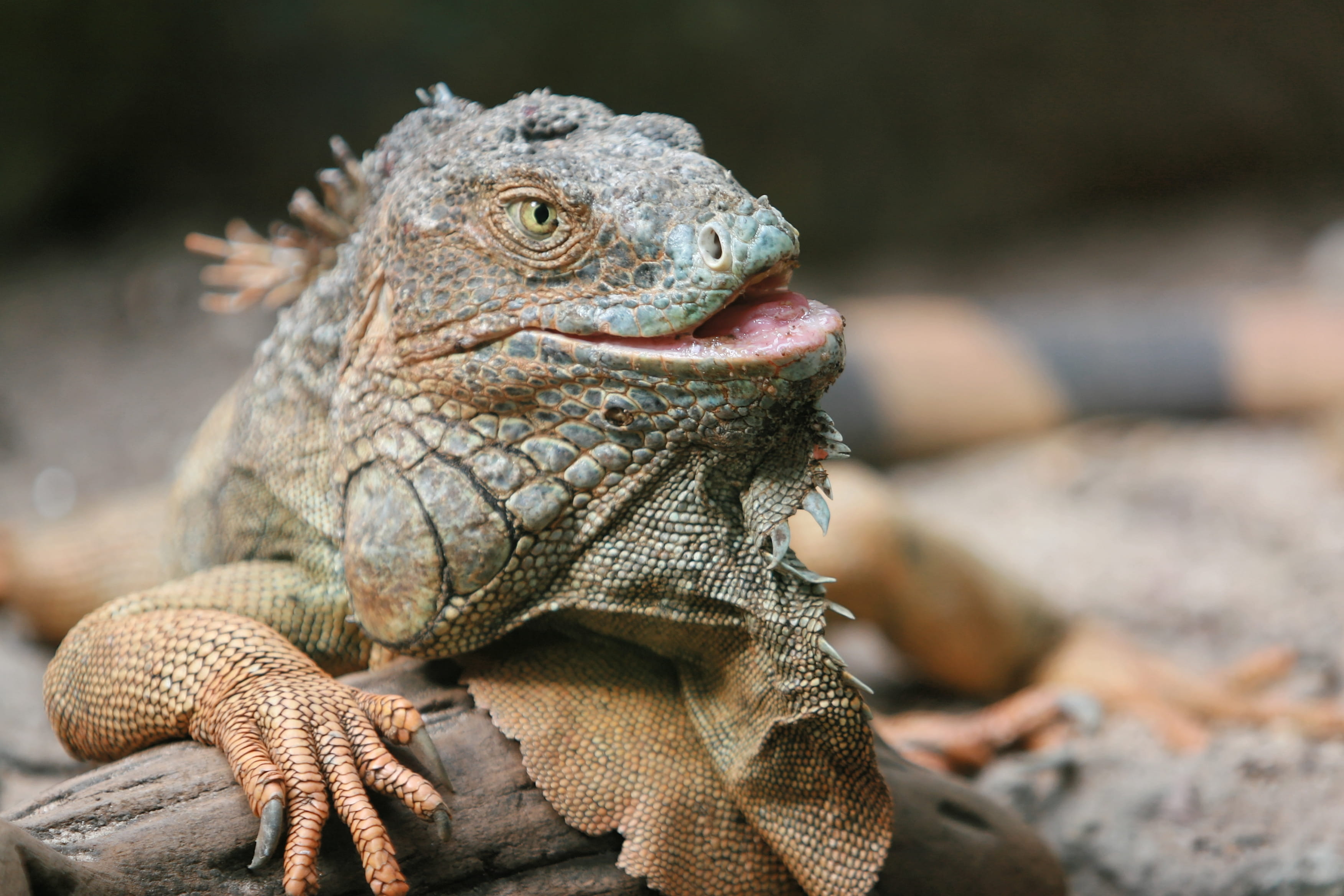 photography, living Organism, animals In The Wild, frilled lizard, agamid, looking, animal Head, iguanid, one Animal, close-up, 2K, brown, endangered Species, HD Wallpaper