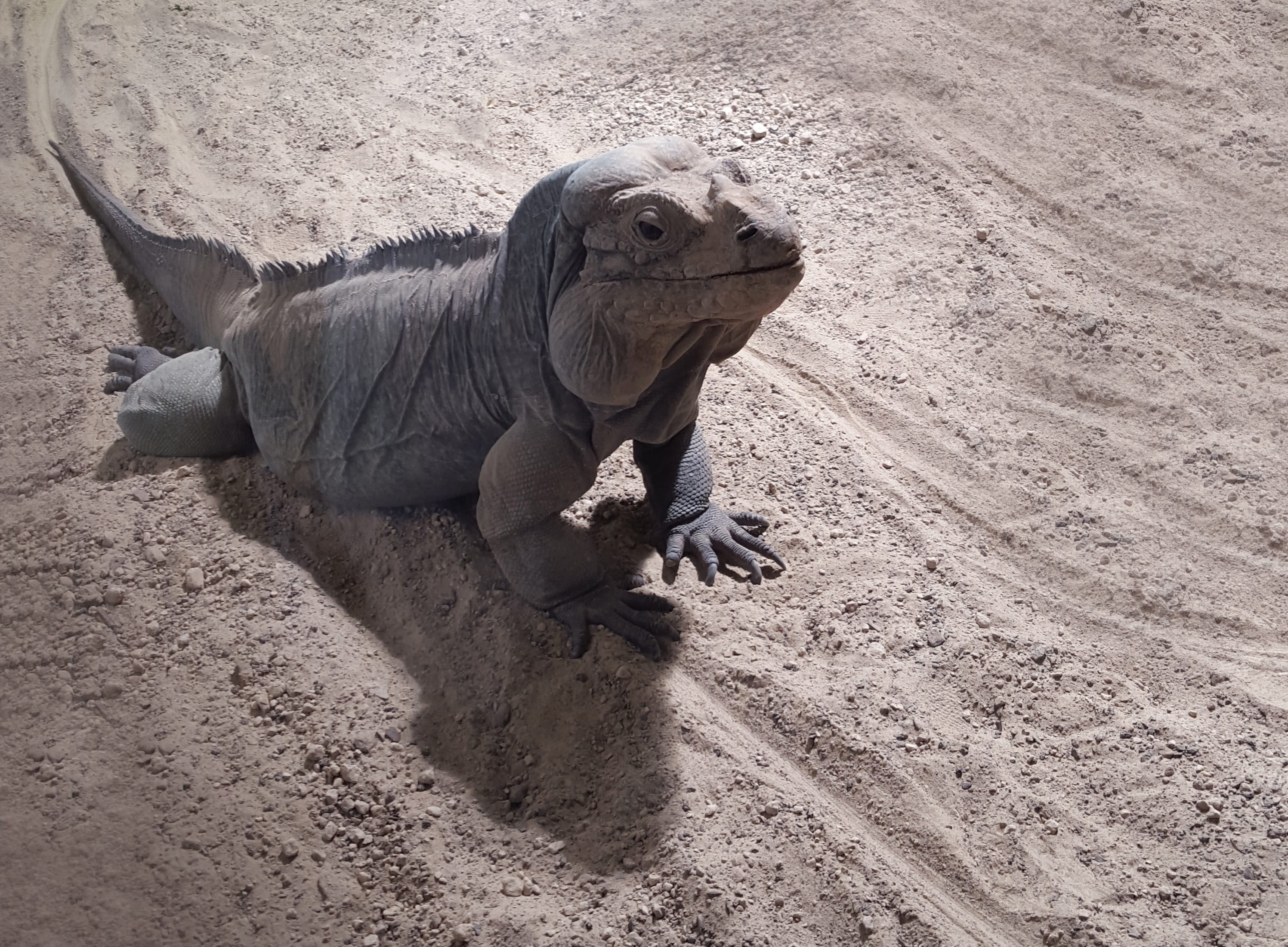 outdoors, urtier, steinig, nature, jungle, zoology, frill necked lizard, bartargame, sand, beach, Dragon, Reptile, tropical, Terrarium, scale, zoo, arid climate, HD Wallpaper