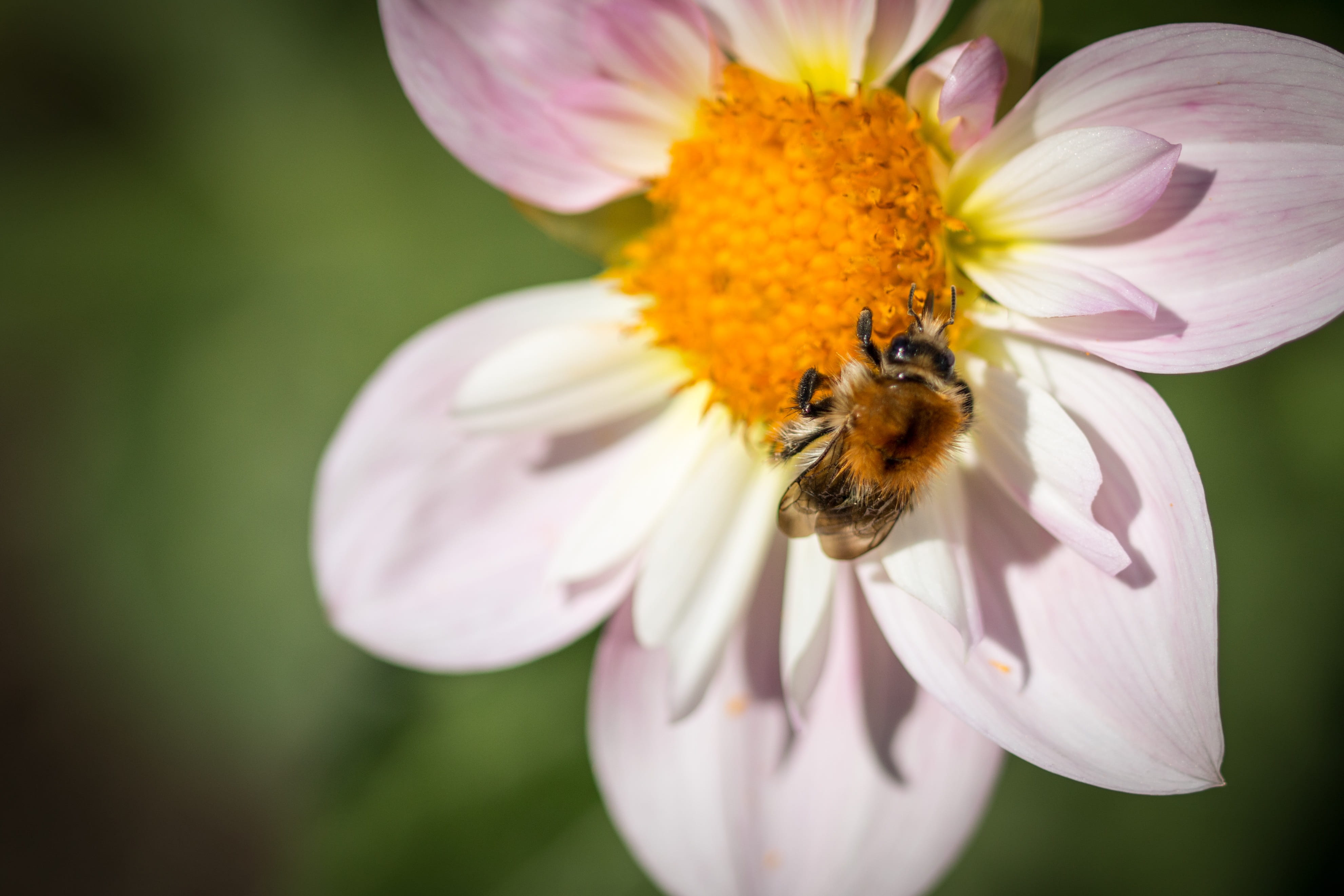 animal themes, bee, bumblebee, dahlia, animals in the wild, purple, growth, fragility, freshness, insect, blossom, inflorescence, close up, pollination, HD Wallpaper