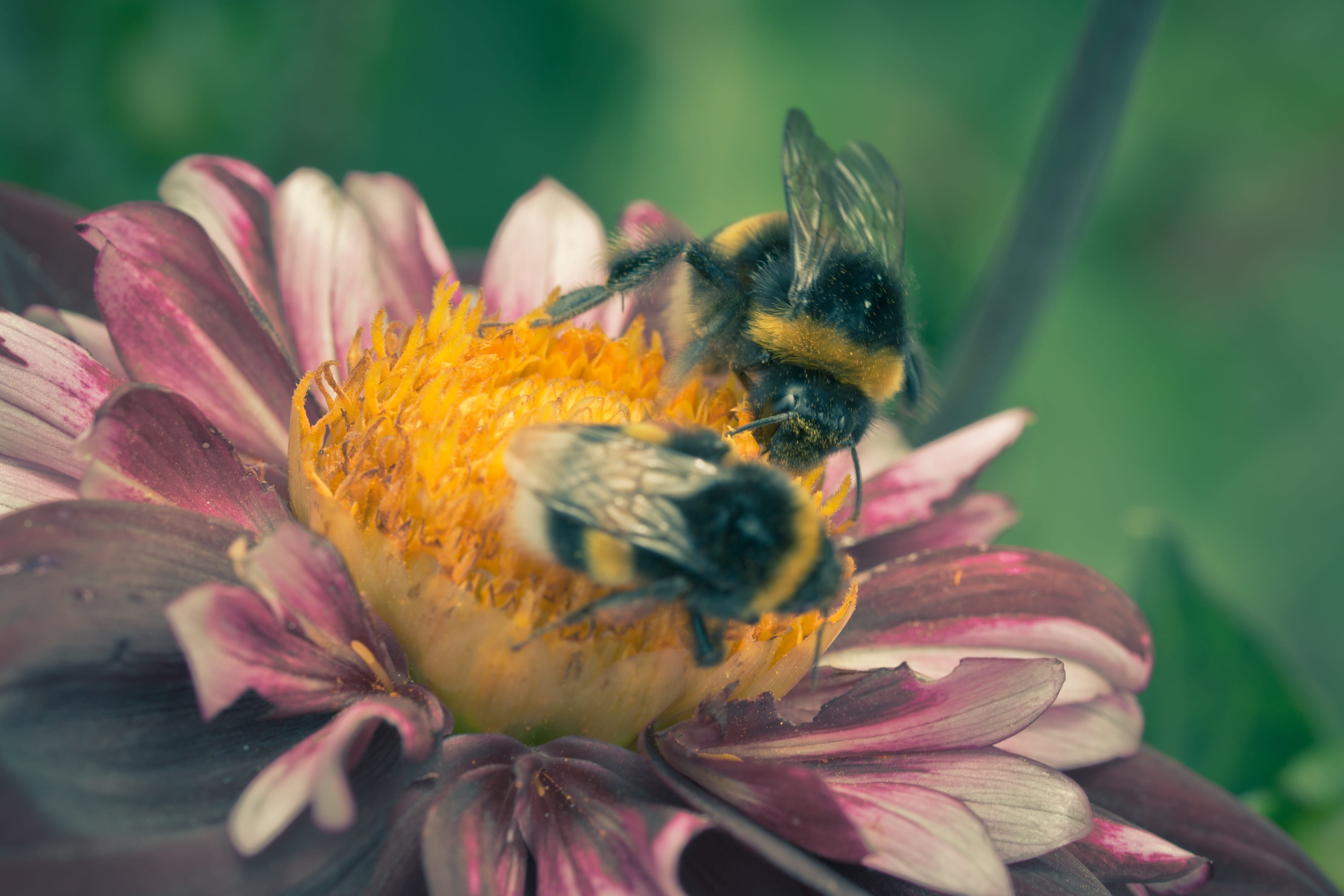 growth, invertebrate, one animal, animal themes, petal, animal, vulnerability, inflorescence, outdoors, freshness, neck frills-dahlia, close-up, insect, HD Wallpaper