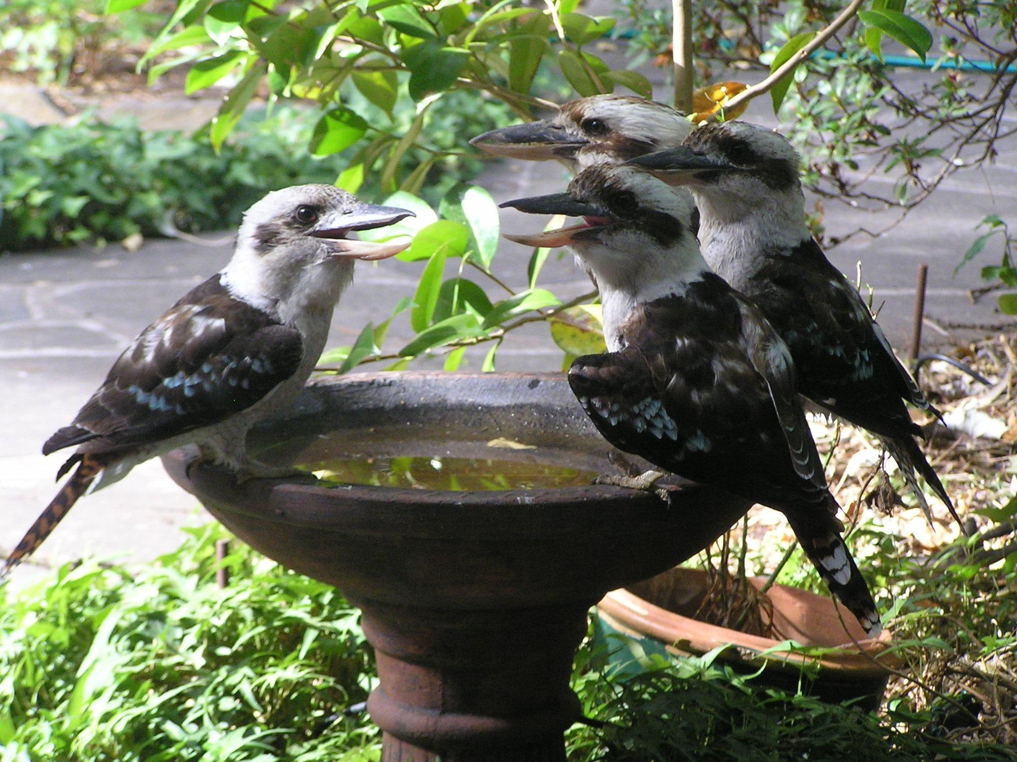 1080P, bird bath, place, birds, animals, meeting, kookaburras, garden, HD Wallpaper