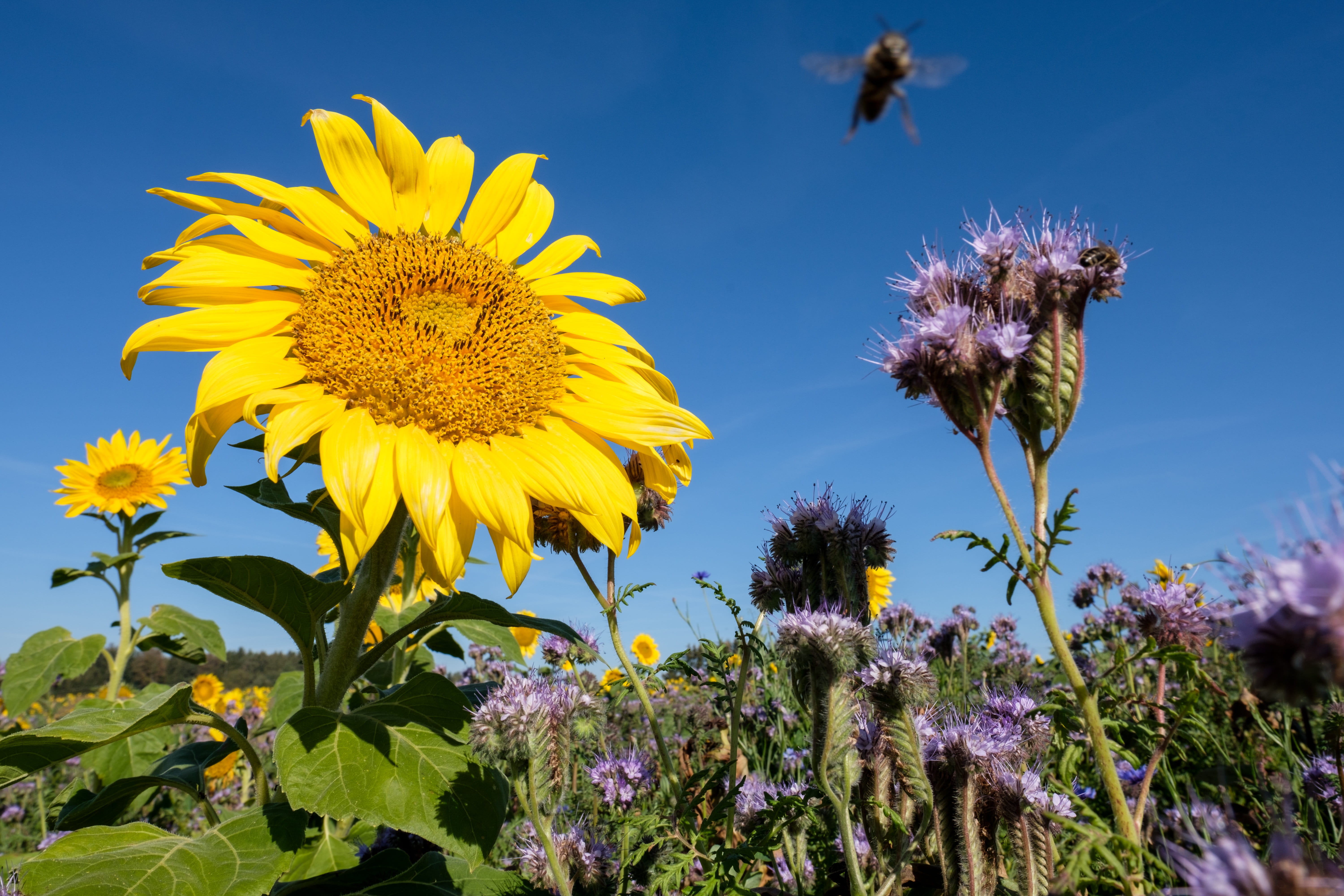 petal, animal, freshness, bloom, close-up, flowering plant, insect, animal wildlife, beauty in nature, bees, nature, flower, flower meadow, no people, sky, HD Wallpaper