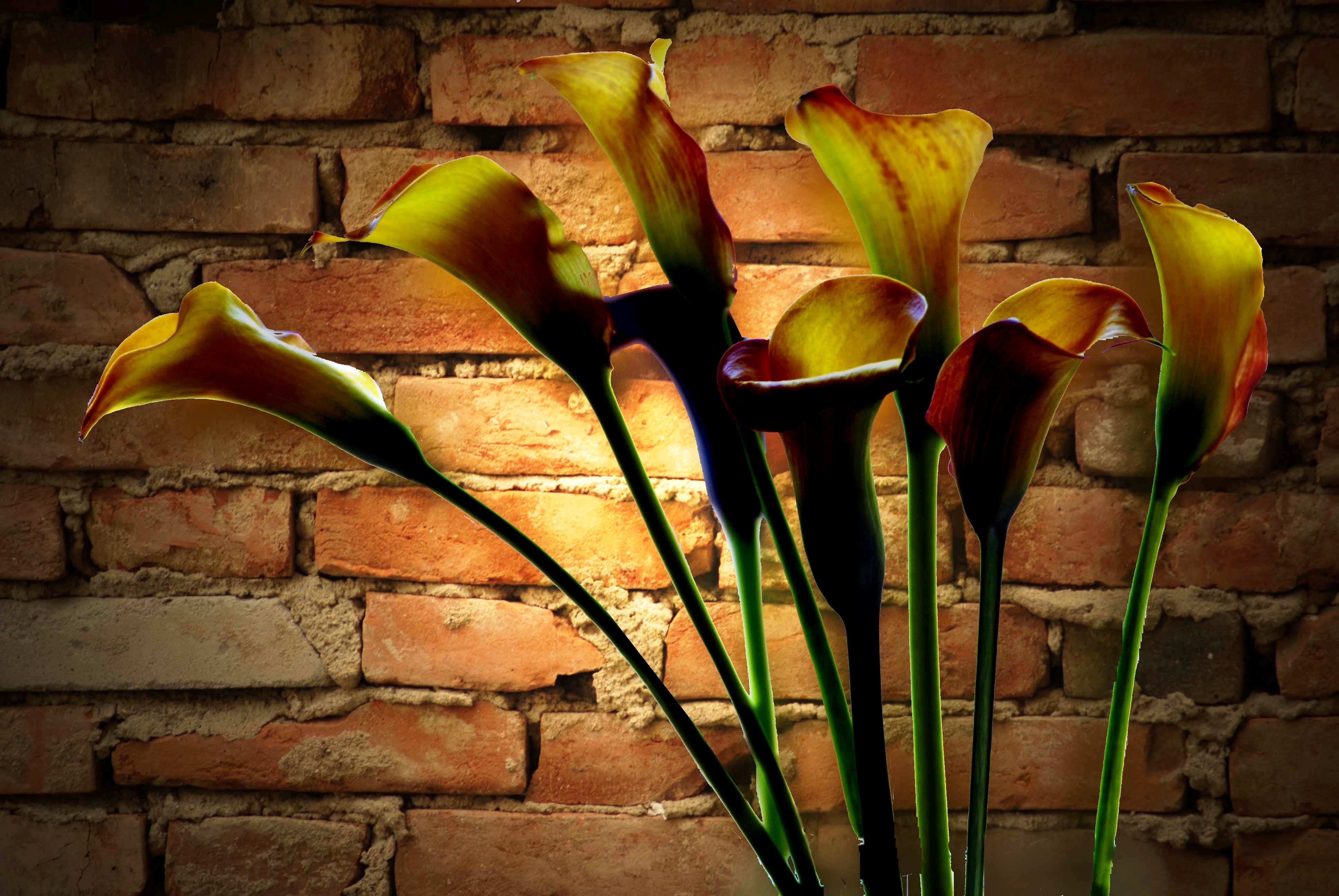 plant, rear light, flowering plant, day, brick, flowers, vulnerability, built structure, leaves, flower, flower head, 4K, close-up, freshness, brick wall, HD Wallpaper