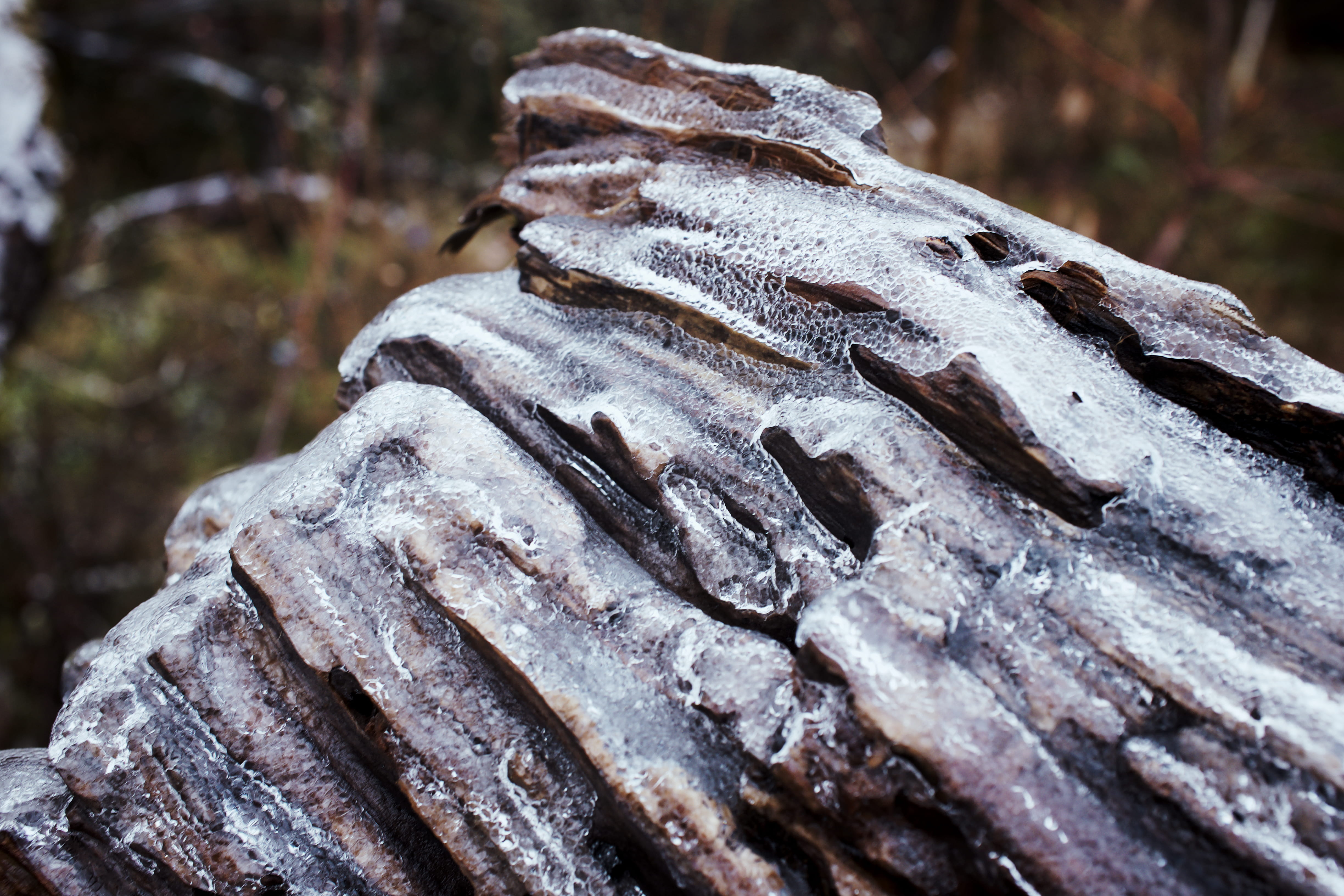 4K, tree trunk, cool, yellow, dark, pattern, nature, ice, winter, textured, white, brown, green, wood, outdoors, no people, focus on foreground, plant, HD Wallpaper