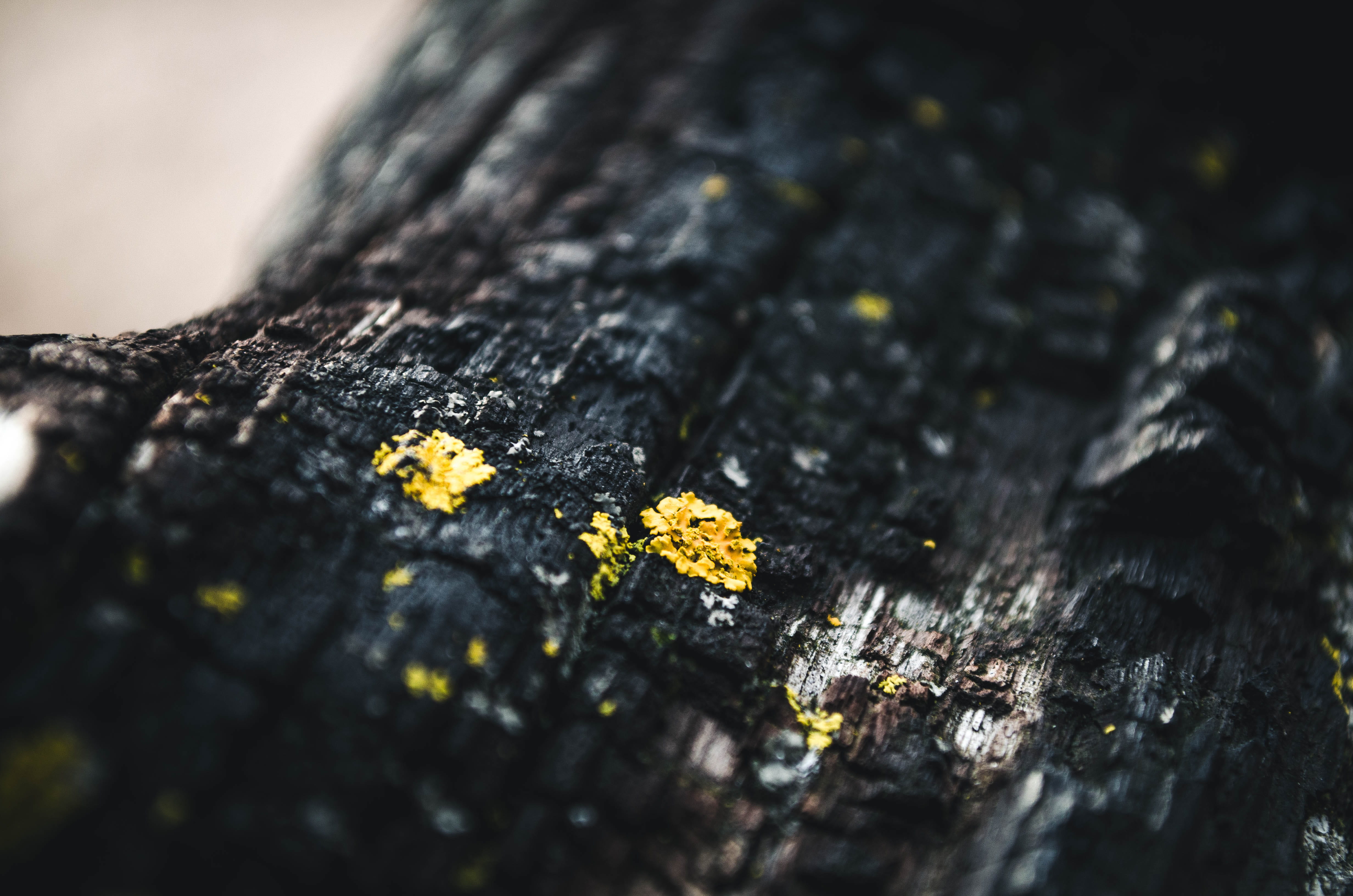 bark, 4K, lichen, highlights, no people, yellow, plant bark, nature, black, natural pattern, trunk, minnesota, breaking, plant, fungus, rough, HD Wallpaper