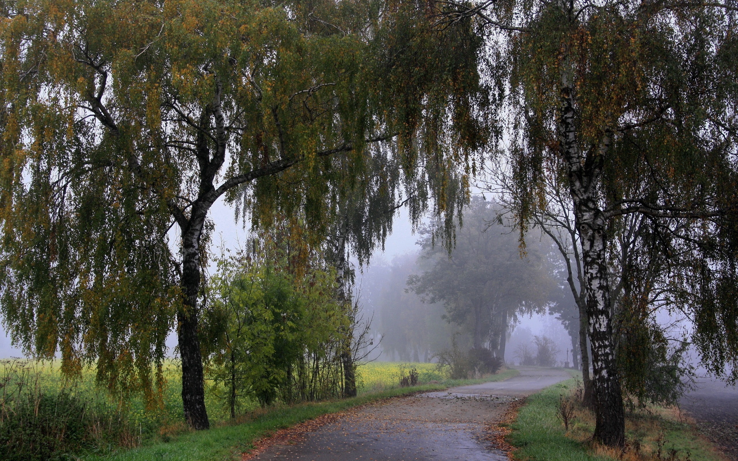asphalt, shrubs, gray, landscape, grass, mist, fall, road, green, 2K, wet street, nature, trees, foliage, birch, HD Wallpaper