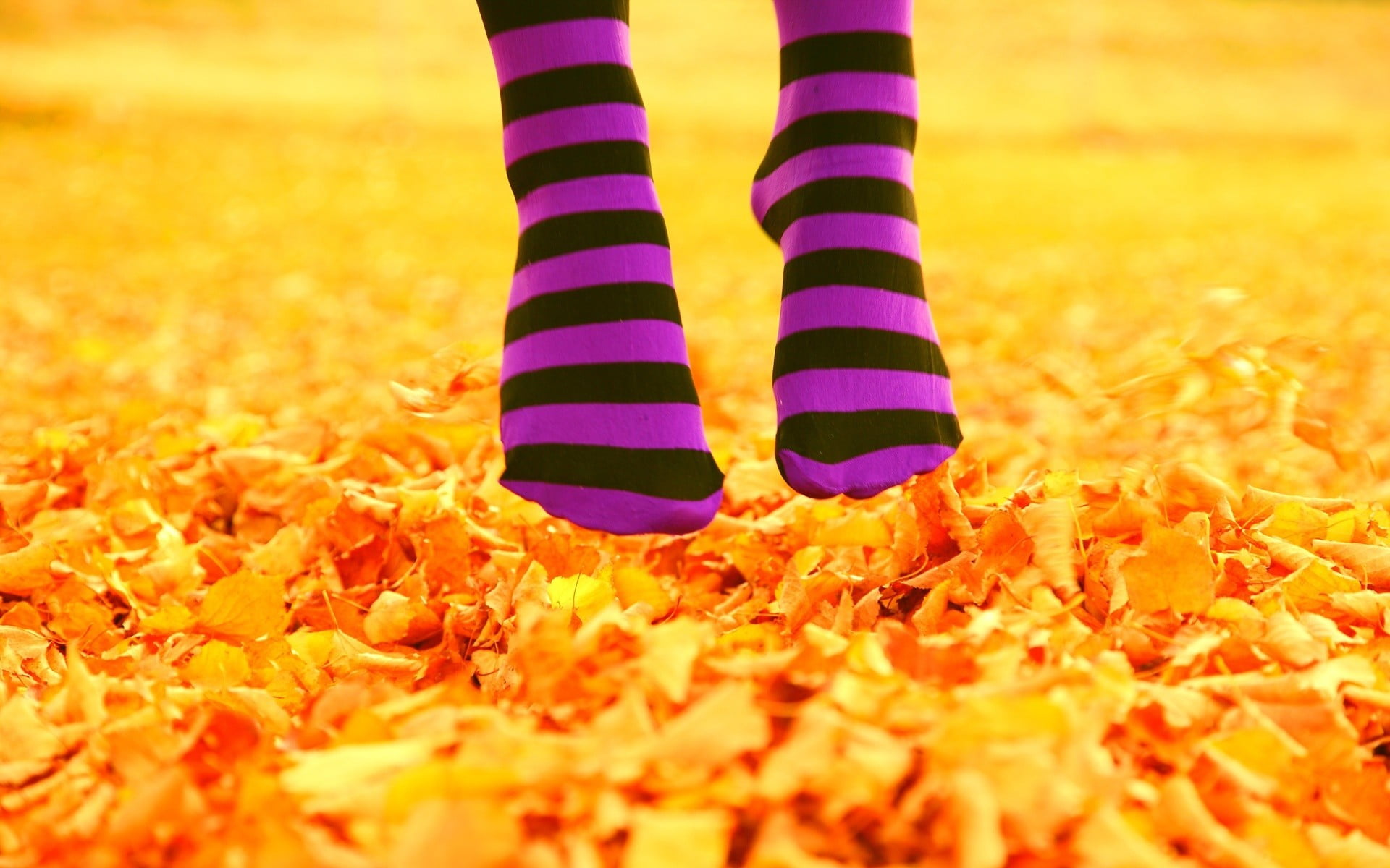 striped, lifestyles, nature, body part, feet, standing, orange Color, socks, plant part, black, fashion, s, limb, autumn, yellow, change, red, sock, women, HD Wallpaper