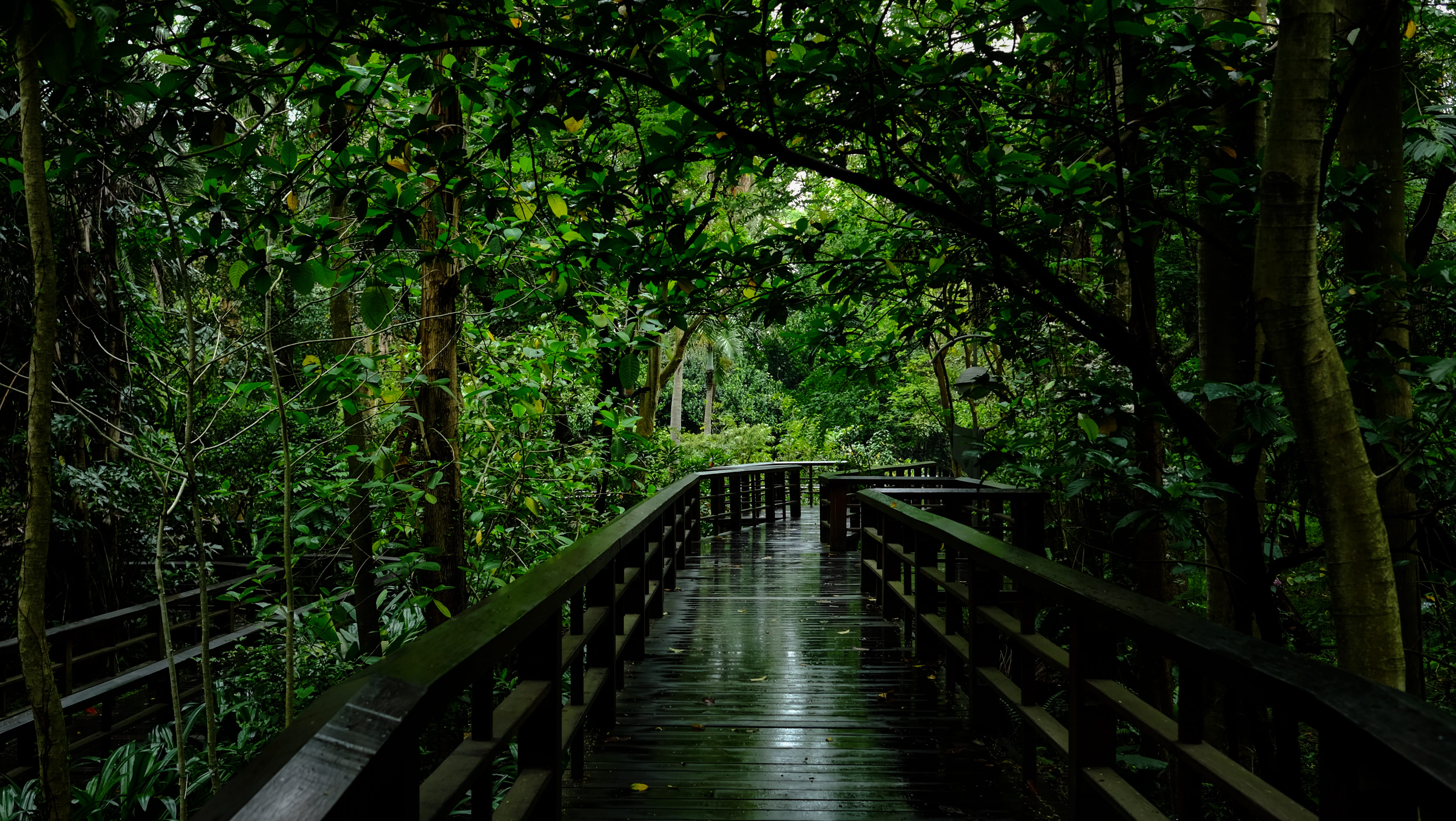 green color, taiwan, wood street, tree, taipei botanical garden, foliage, lush foliage, forest, bridge, railing, plant, tranquility, bridge - man made structure, HD Wallpaper