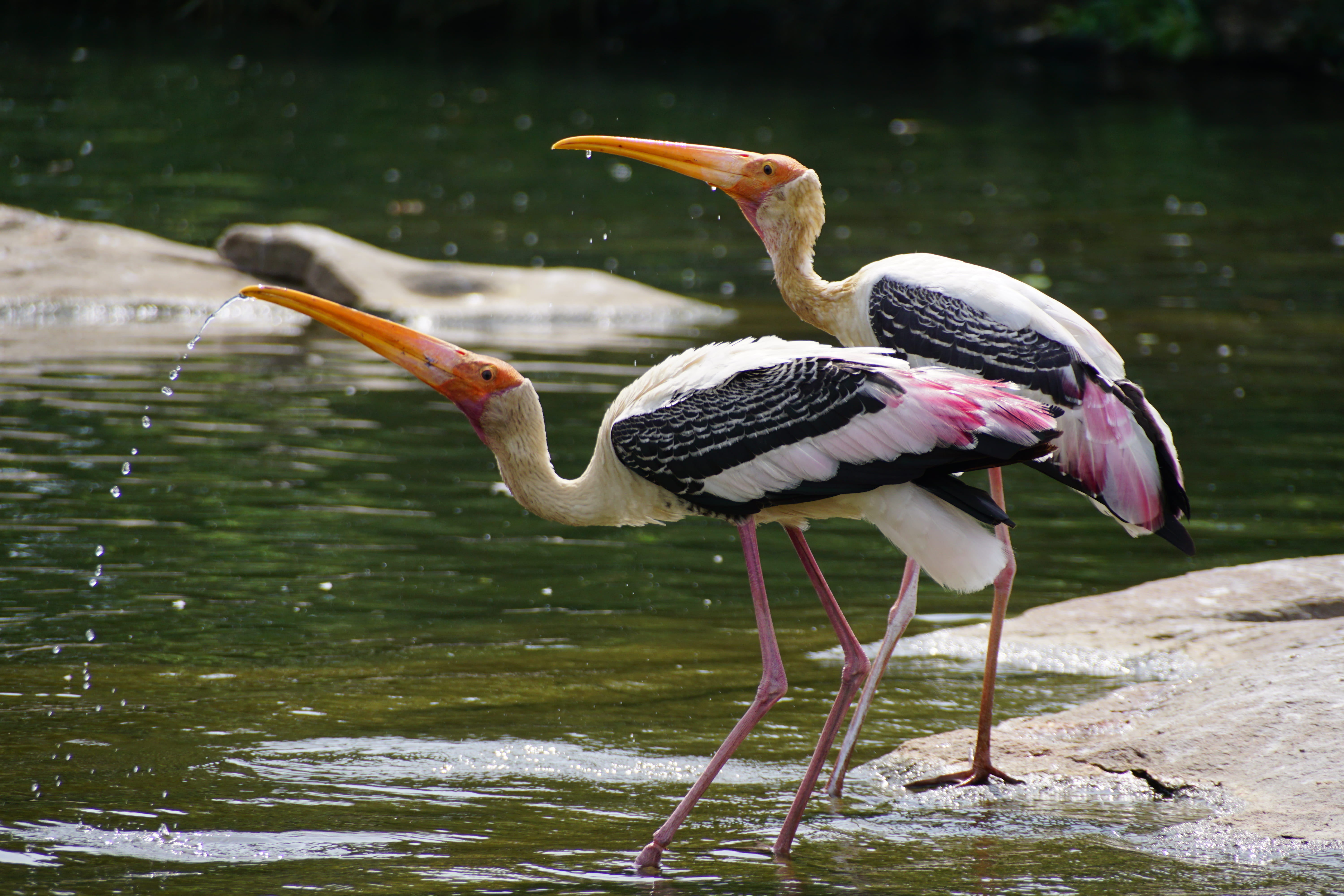 wings, birds, animal themes, no people, animal wildlife, blur, lake, plumage, focus on foreground, beautiful, animals in the wild, day, feathers, close-up, HD Wallpaper
