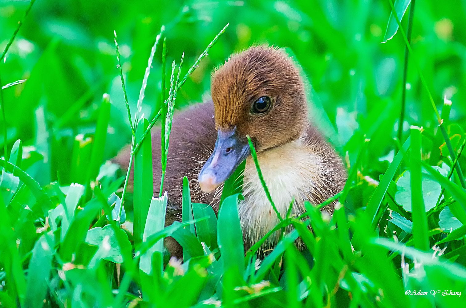 长焦, selective focus, Close-Up, beautiful, Nikon  DSLR, animal, nature, Photographer, beak, Central  Florida, Macro, Nikkor, colorful, ngc, gorgeous, Gallery, HD Wallpaper