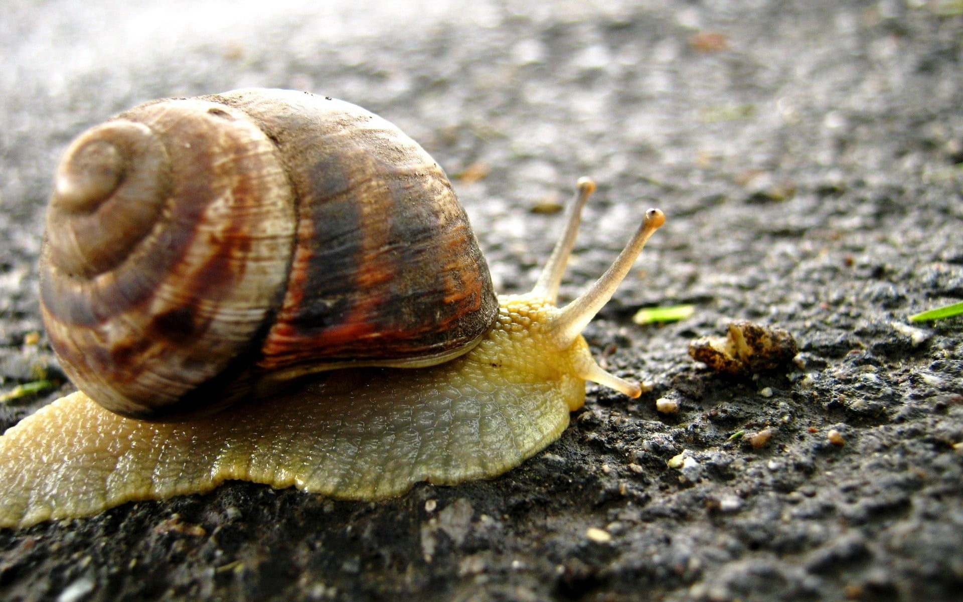 mollusk, one Animal, close-up, spiral, nature, surface, animal themes, macro, animal antenna, invertebrate, crawling, day, small, animals in the wild, shell, HD Wallpaper