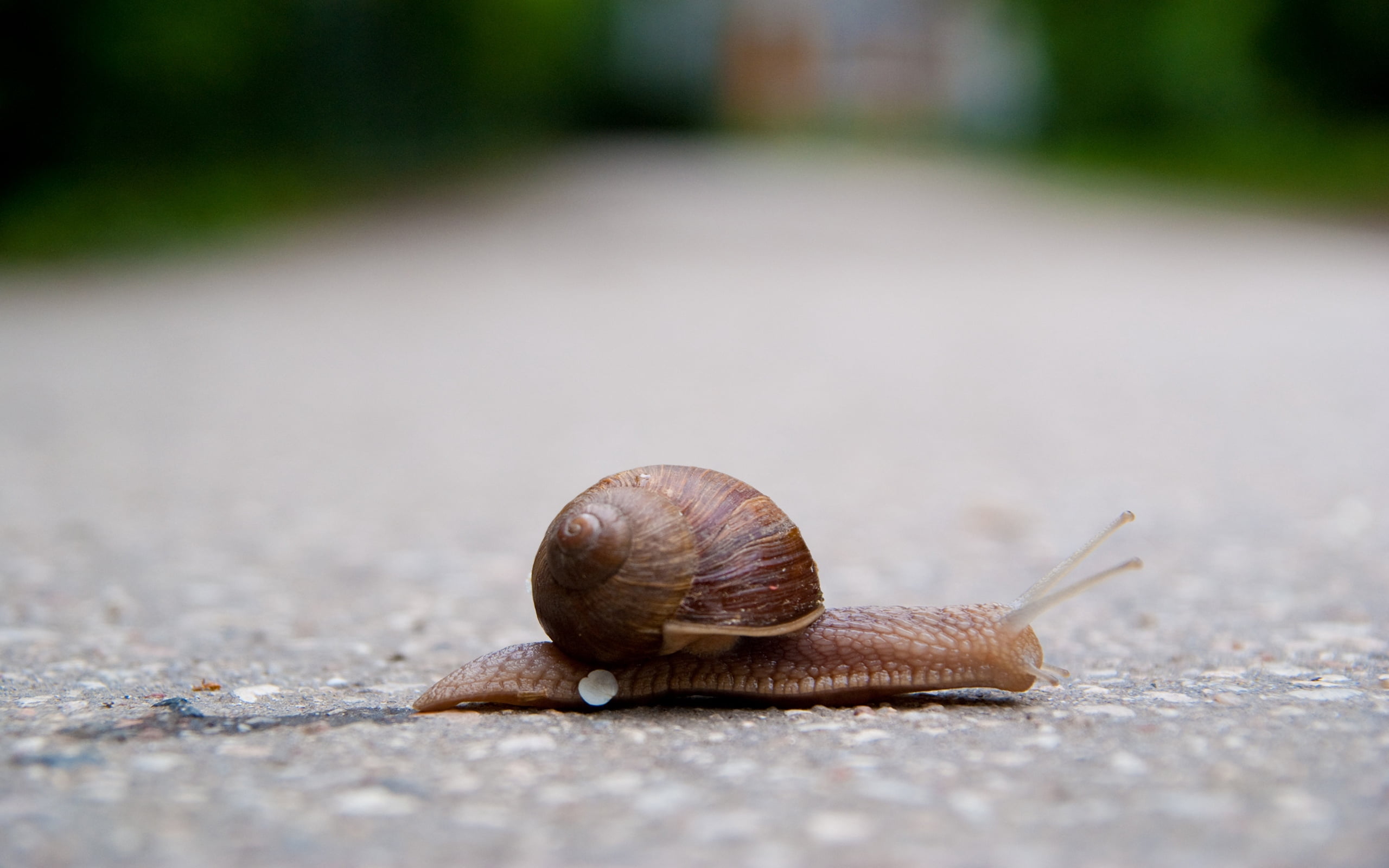 one animal, slug, animal themes, no people, nature, road, snail, day, slow, shell, insect, small, animal Antenna, wildlife, crawling, animal Shell, outdoors, HD Wallpaper